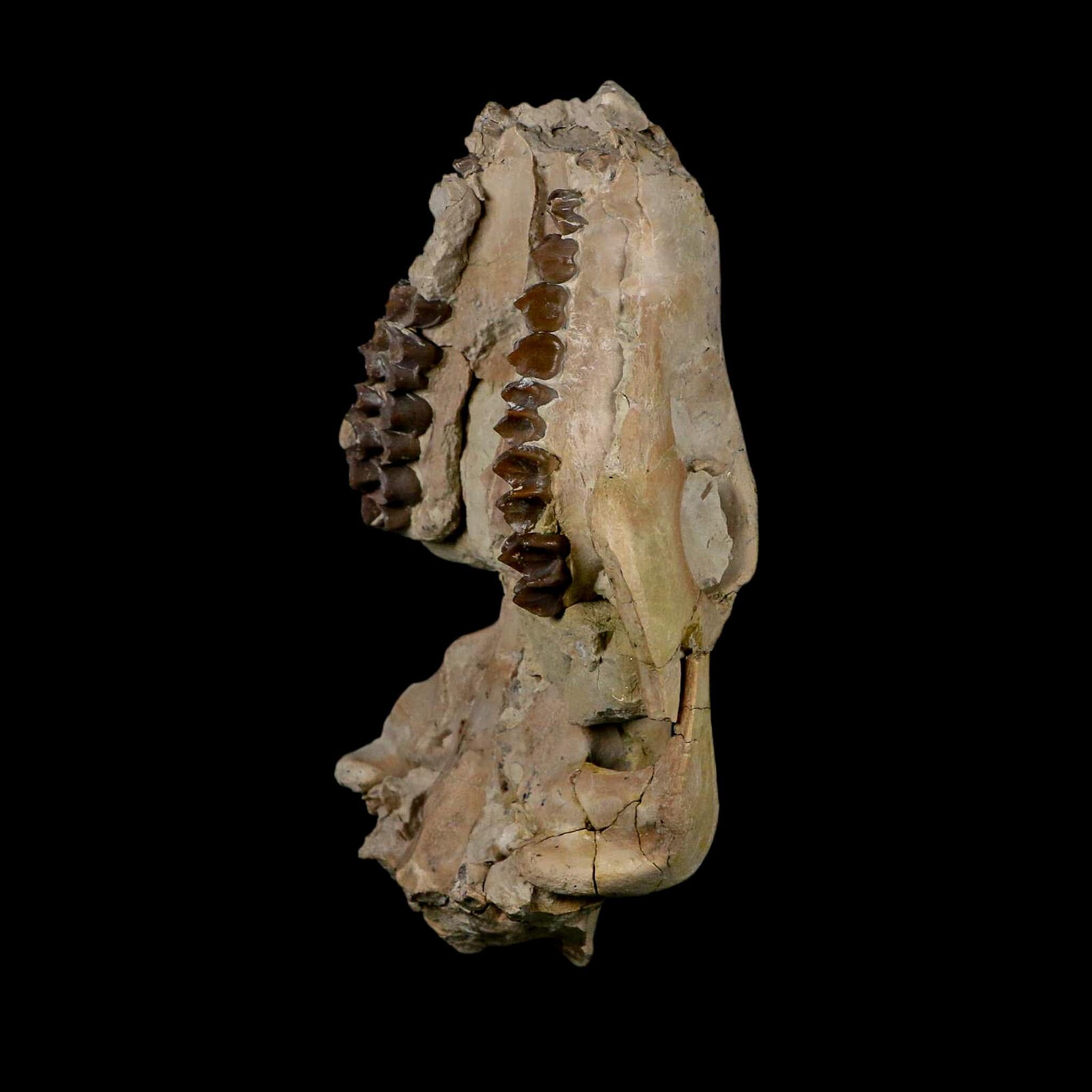5.3" Oreodont Merycoidodon Fossil Skull Teeth Oligocene Age Badlands Nebraska COA - Fossil Age Minerals