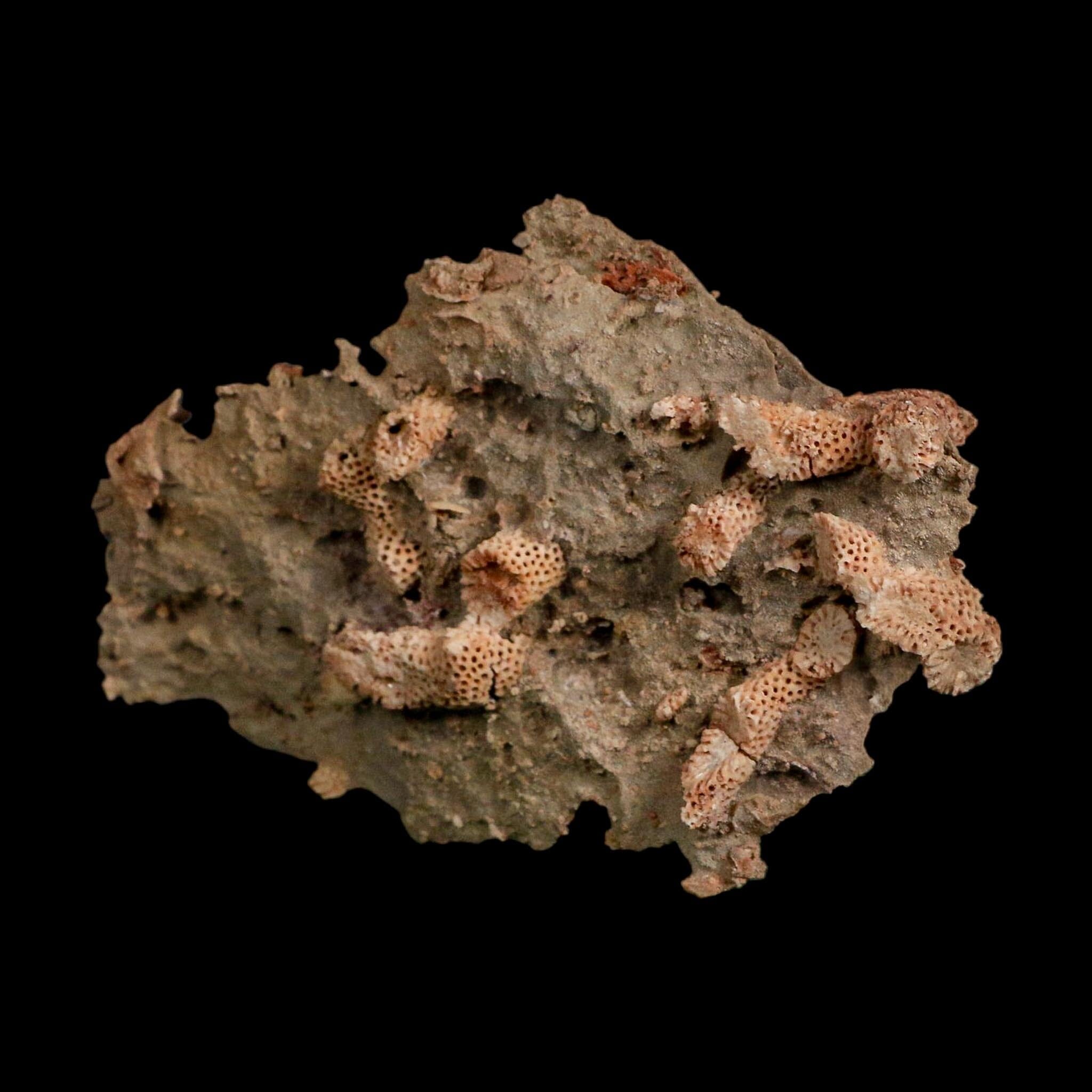 3.9" Thamnopora SP Coral Fossil Coral Reef Devonian Age Verde Valley, Arizona