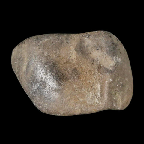 1.7" Sauropod Dinosaur Stomach Stone Gastrolith Rock Gizzard Stone COA - Fossil Age Minerals