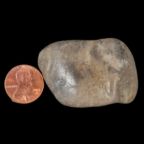 1.7" Sauropod Dinosaur Stomach Stone Gastrolith Rock Gizzard Stone COA - Fossil Age Minerals