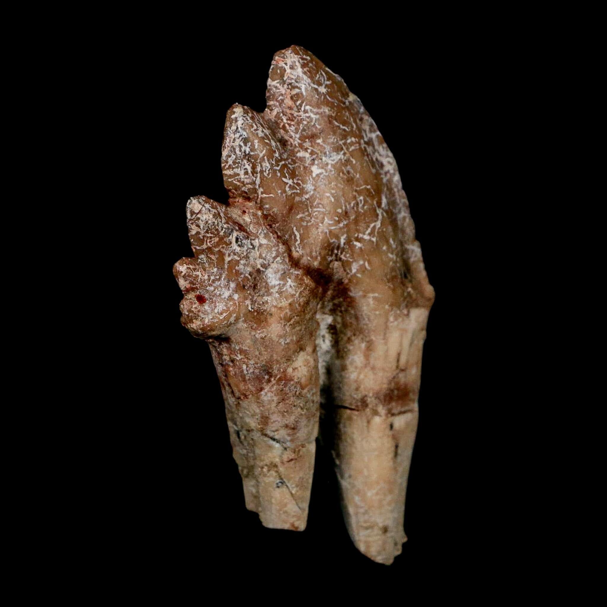 2.8" Basilosaurus Tooth Rooted Prehistoric Whale 34 Mil Yrs Old Late Eocene COA - Fossil Age Minerals