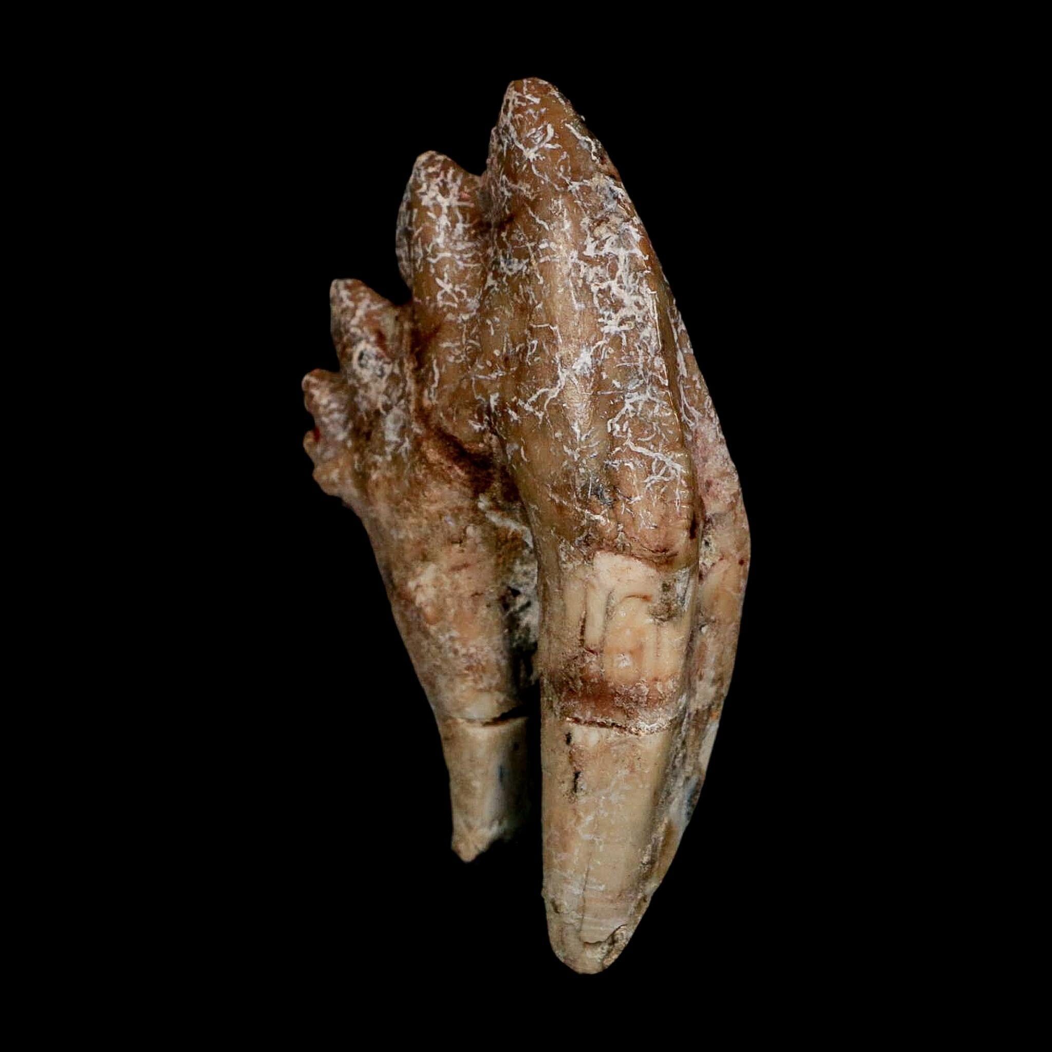 2.8" Basilosaurus Tooth Rooted Prehistoric Whale 34 Mil Yrs Old Late Eocene COA - Fossil Age Minerals