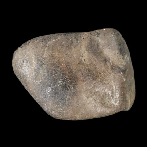 1.7" Sauropod Dinosaur Stomach Stone Gastrolith Rock Gizzard Stone COA - Fossil Age Minerals