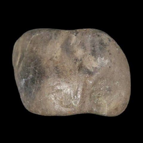 1.7" Sauropod Dinosaur Stomach Stone Gastrolith Rock Gizzard Stone COA - Fossil Age Minerals