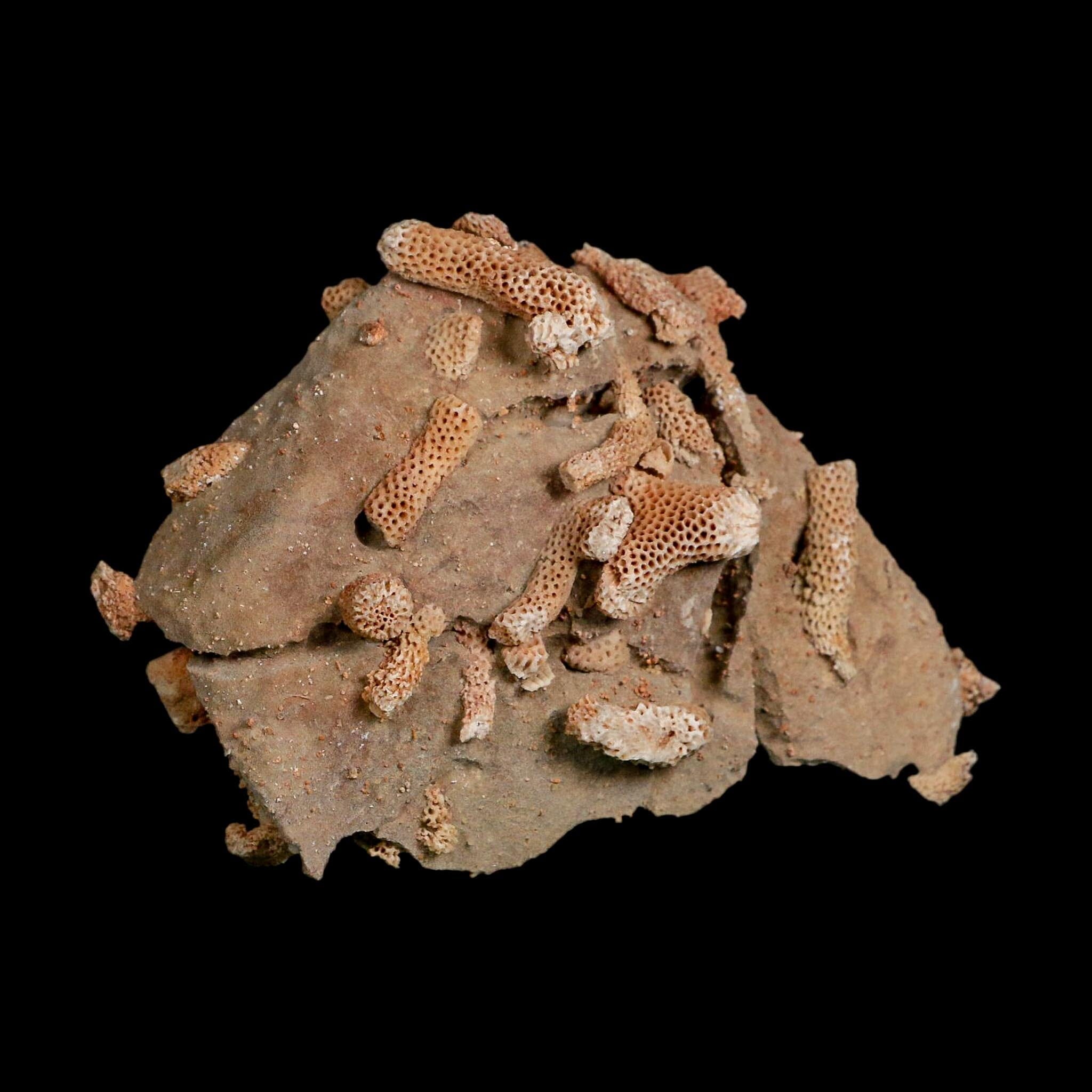 4.1" Thamnopora SP Coral Fossil Coral Reef Devonian Age Verde Valley, Arizona