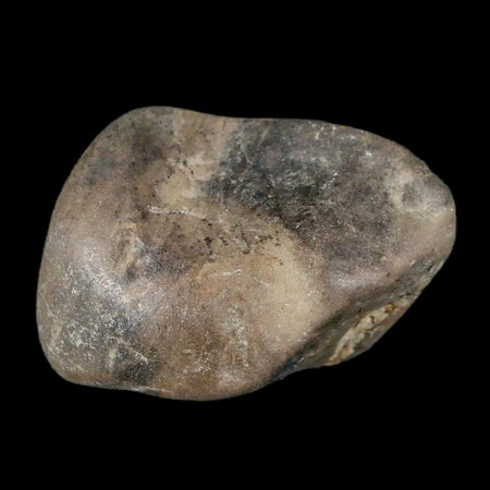 1.7" Sauropod Dinosaur Stomach Stone Gastrolith Rock Gizzard Stone COA