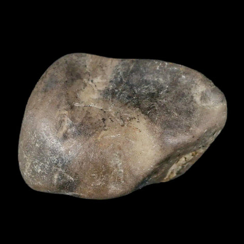 1.7" Sauropod Dinosaur Stomach Stone Gastrolith Rock Gizzard Stone COA - Fossil Age Minerals