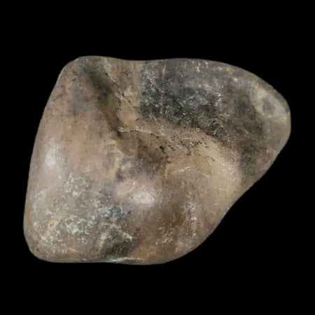 1.7" Sauropod Dinosaur Stomach Stone Gastrolith Rock Gizzard Stone COA