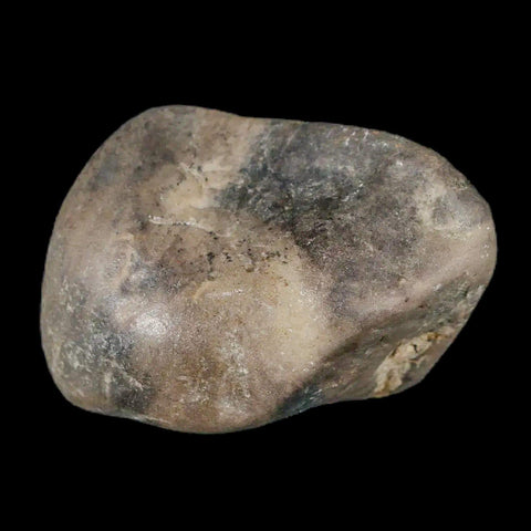 1.7" Sauropod Dinosaur Stomach Stone Gastrolith Rock Gizzard Stone COA - Fossil Age Minerals