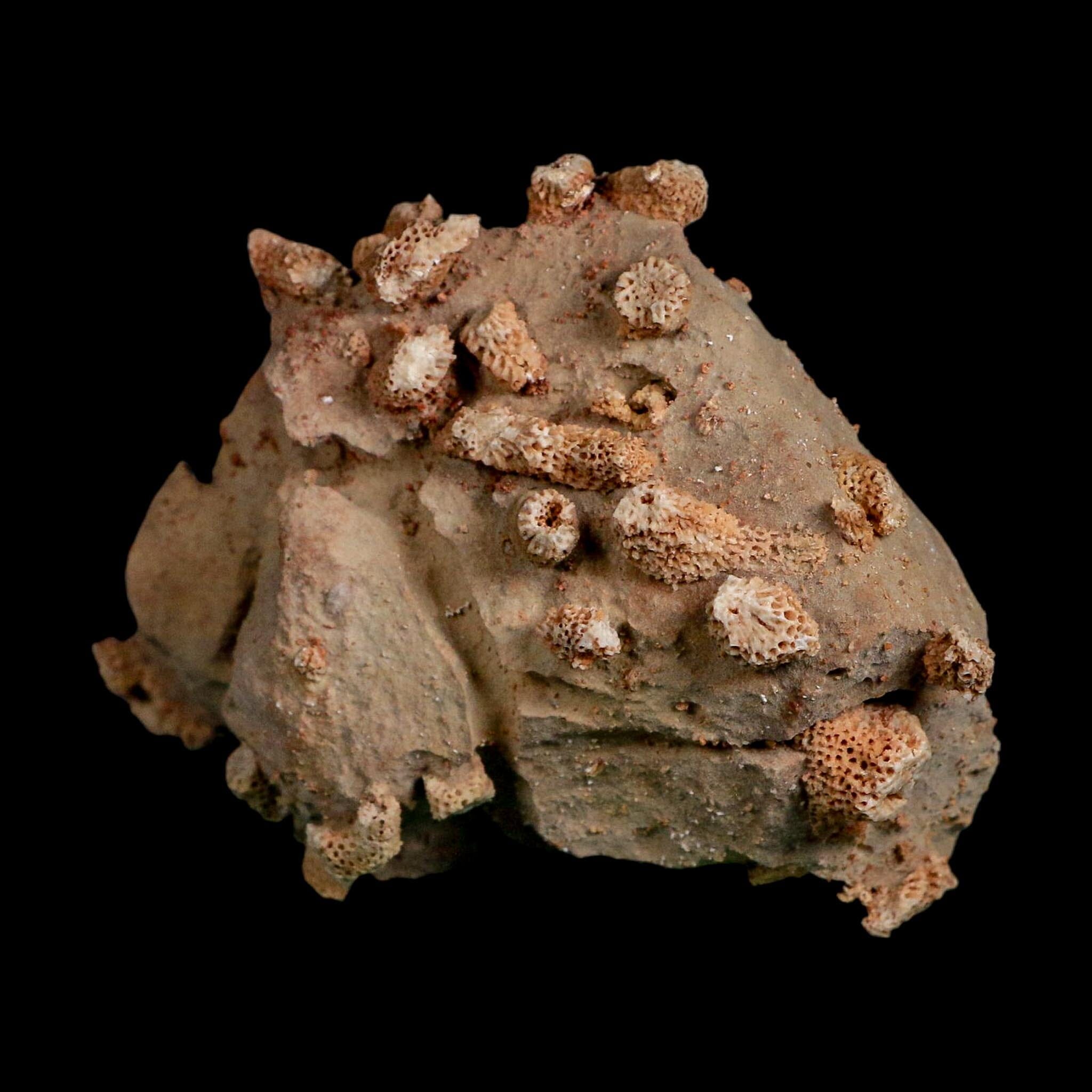 4.1" Thamnopora SP Coral Fossil Coral Reef Devonian Age Verde Valley, Arizona