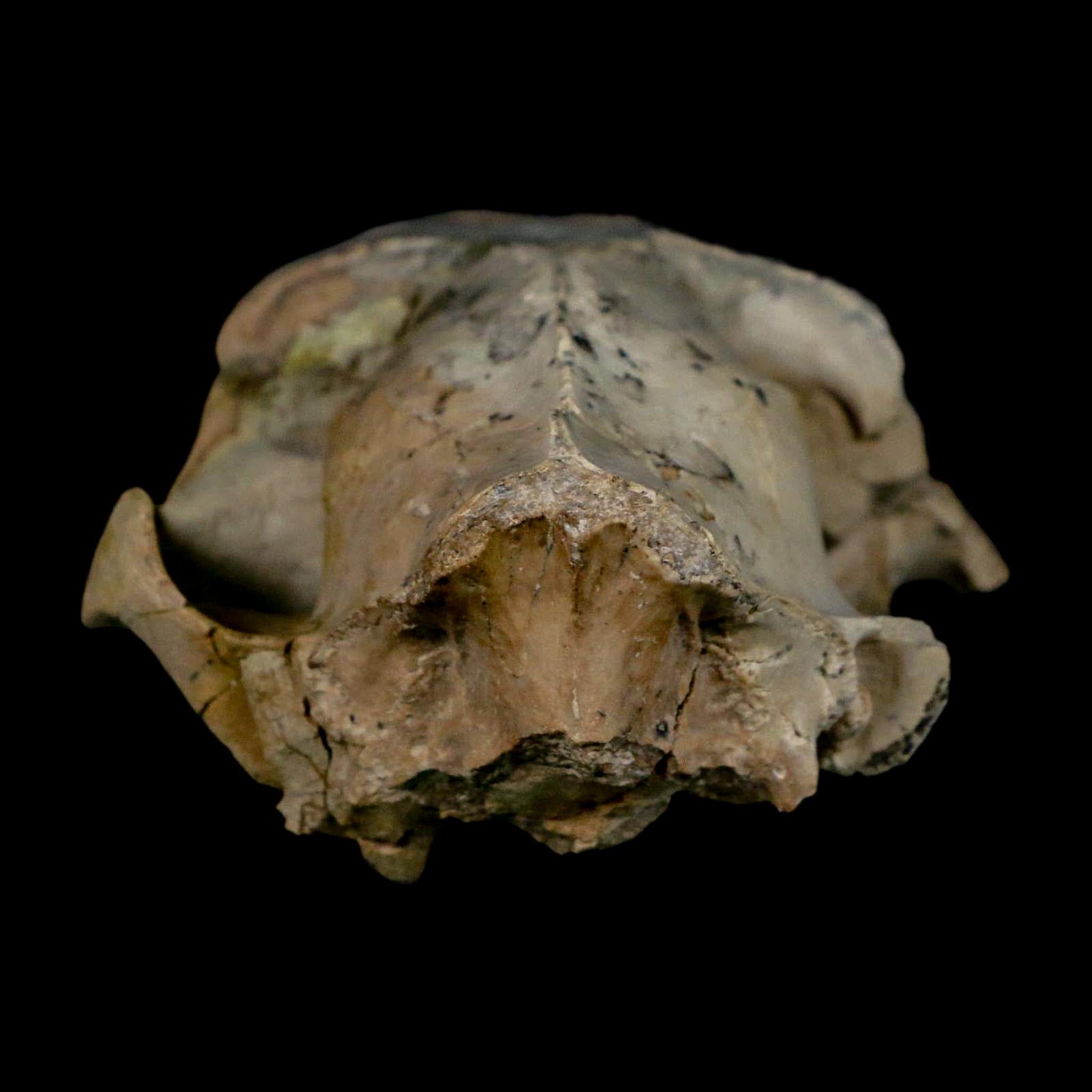 5.3" Oreodont Merycoidodon Fossil Skull Teeth Oligocene Age Badlands Nebraska COA - Fossil Age Minerals