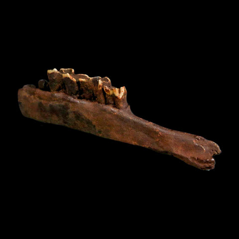 5" Palaeolama Mirfica Fossil Jaw Teeth Late Pleistocene Florida llama Metal Stand - Fossil Age Minerals