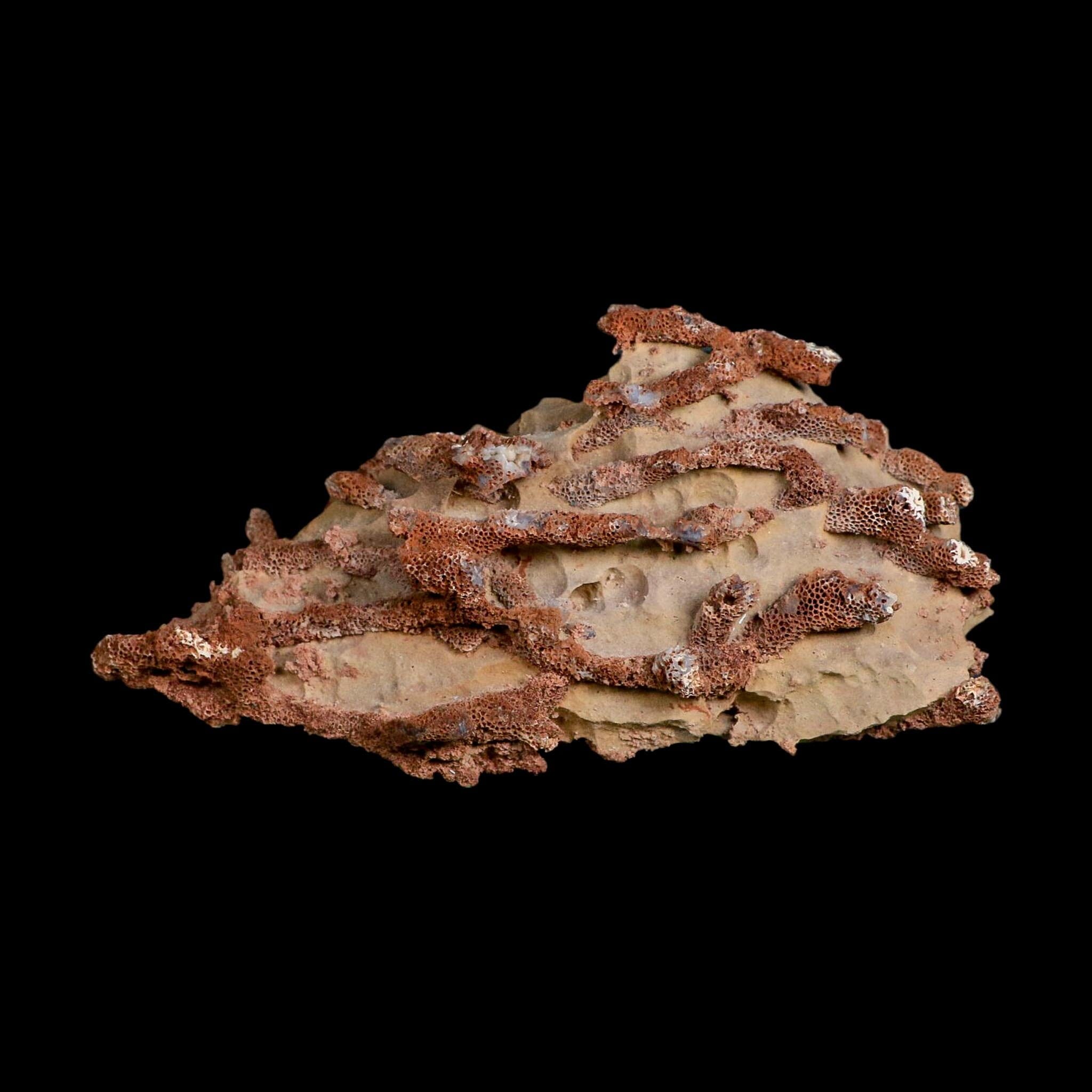 6.1" Thamnopora SP Coral Fossil Coral Reef Devonian Age Verde Valley, Arizona