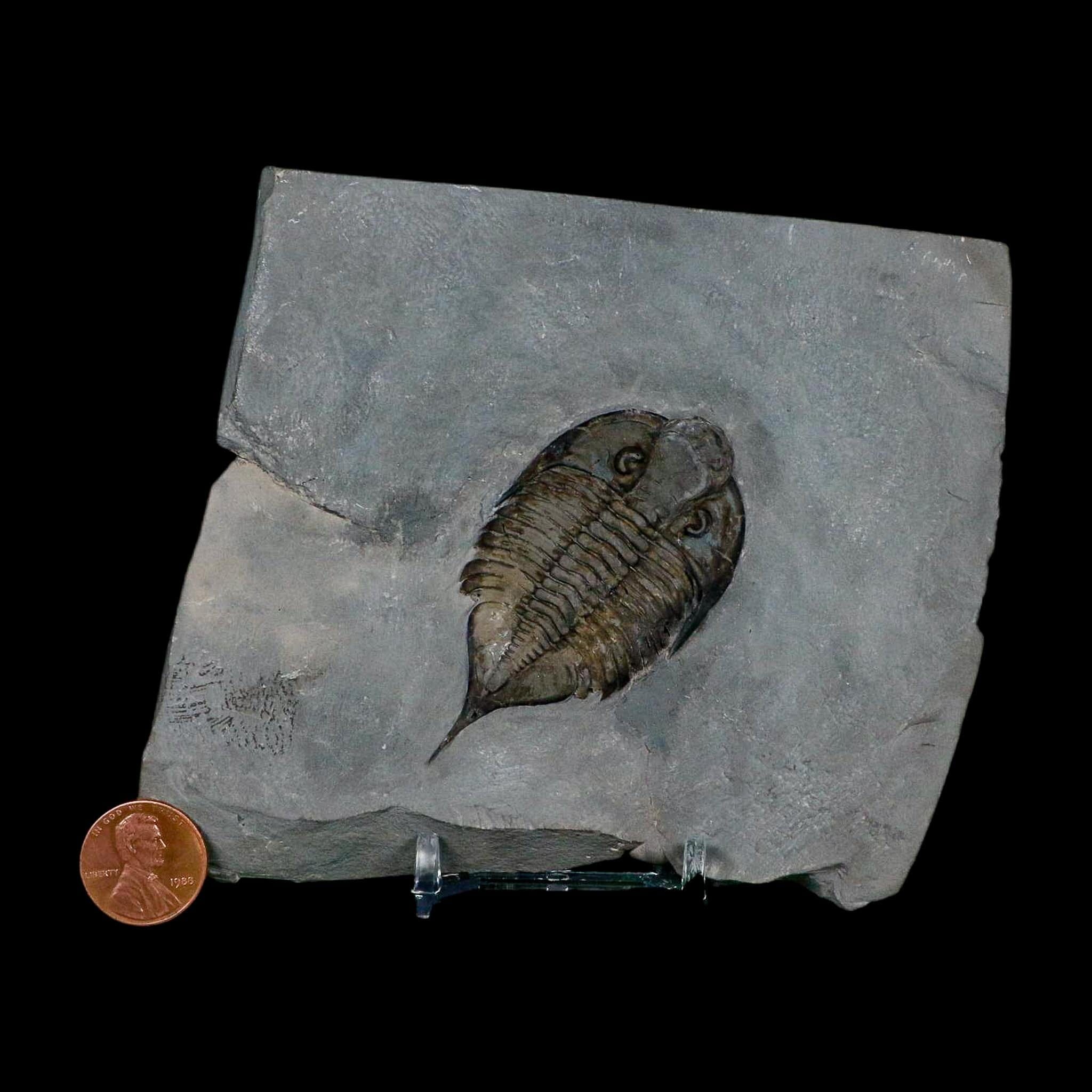 2.5" Dalmanites Limulurus Trilobite Fossil In Matrix Rochester Shale Middleport New York - Fossil Age Minerals