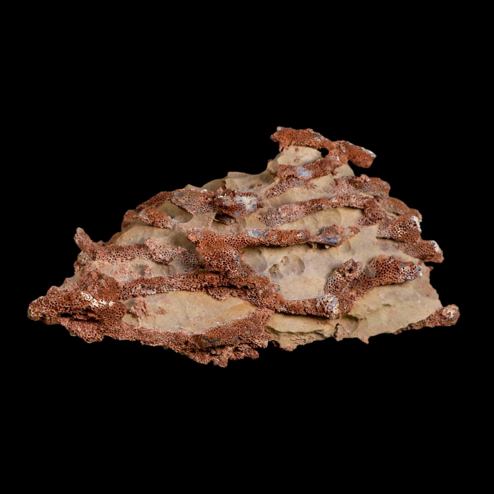 6.1" Thamnopora SP Coral Fossil Coral Reef Devonian Age Verde Valley, Arizona