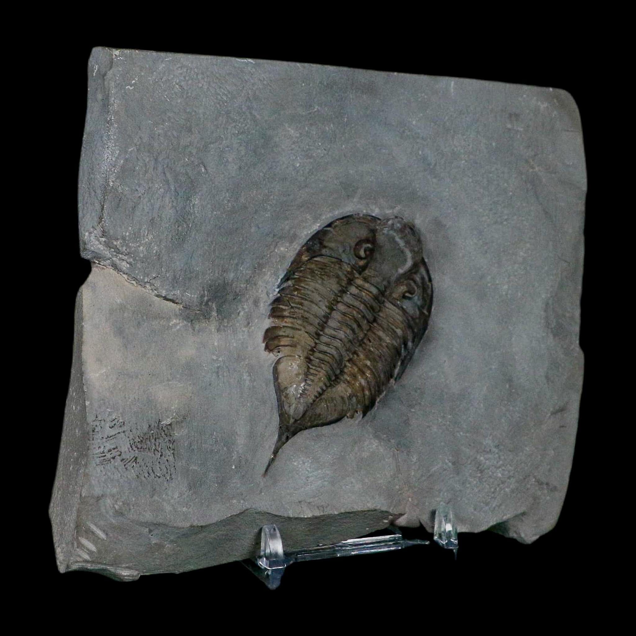 2.5" Dalmanites Limulurus Trilobite Fossil In Matrix Rochester Shale Middleport New York - Fossil Age Minerals