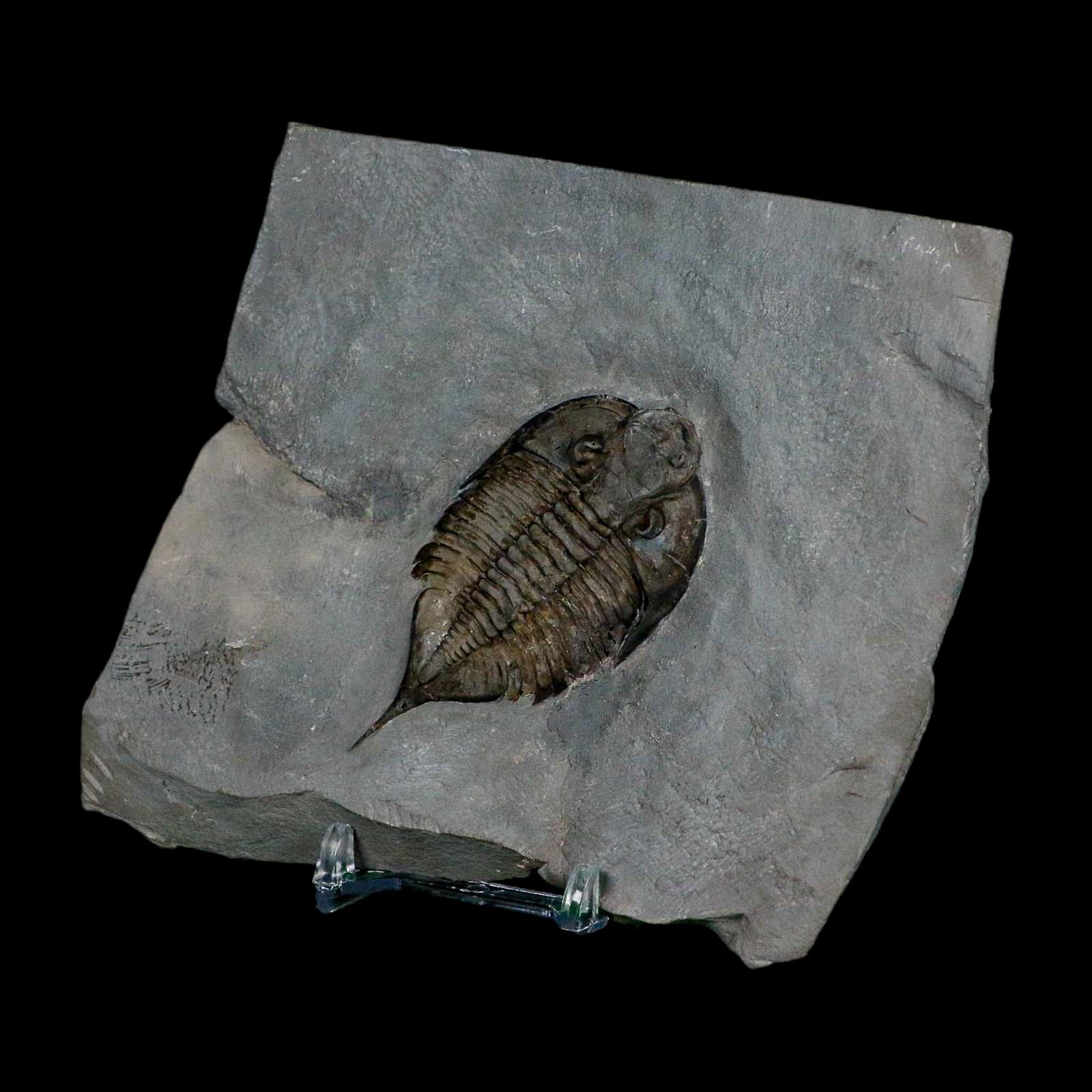 2.5" Dalmanites Limulurus Trilobite Fossil In Matrix Rochester Shale Middleport New York - Fossil Age Minerals