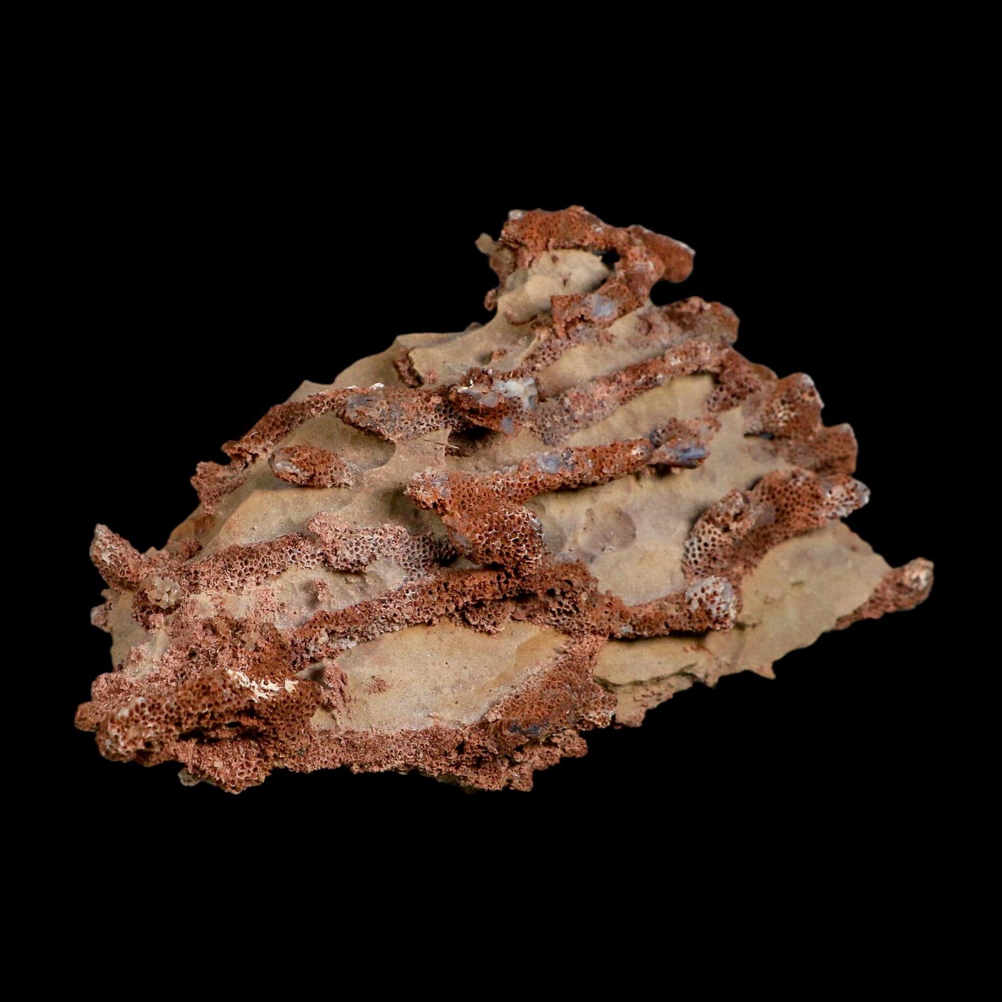 6.1" Thamnopora SP Coral Fossil Coral Reef Devonian Age Verde Valley, Arizona