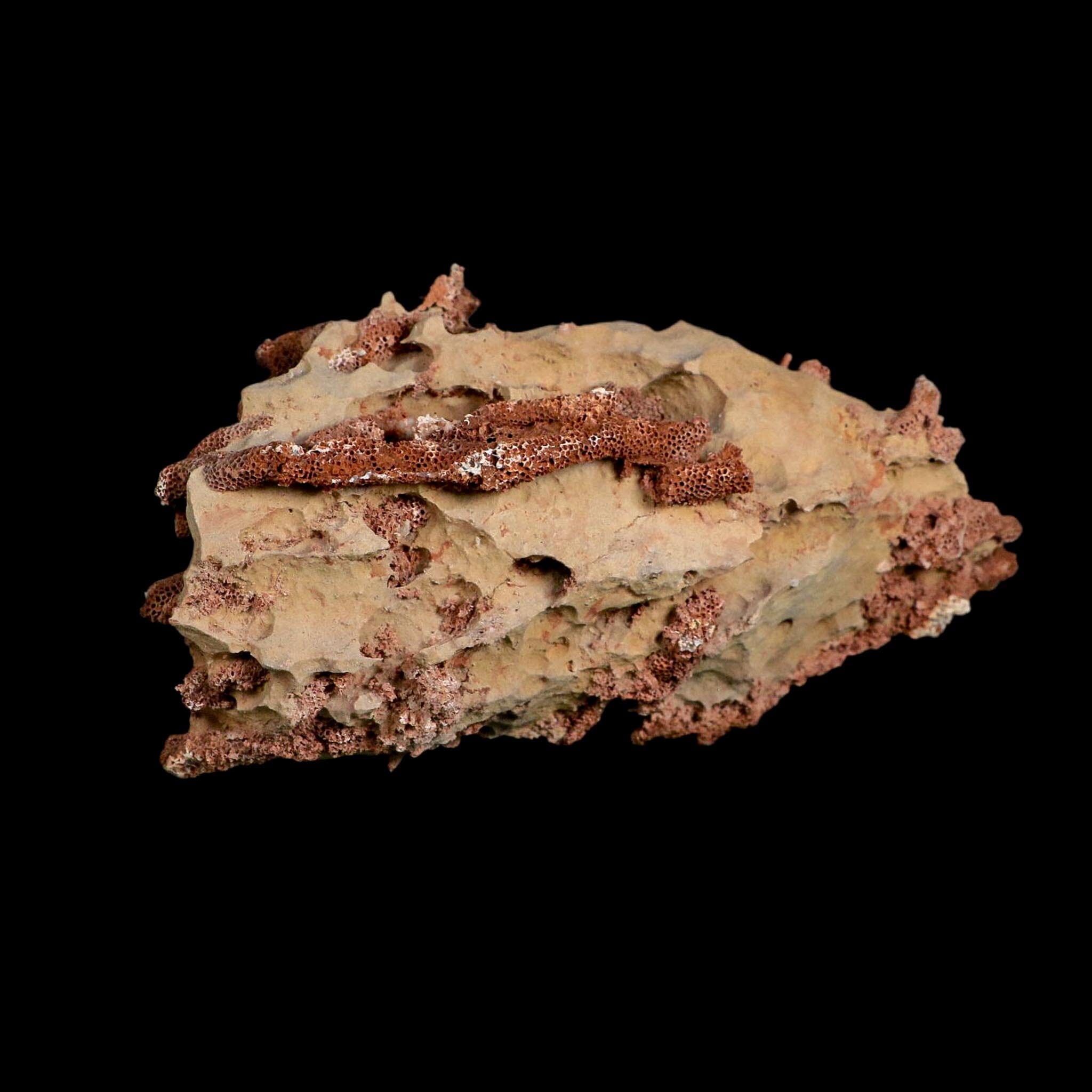 6.1" Thamnopora SP Coral Fossil Coral Reef Devonian Age Verde Valley, Arizona