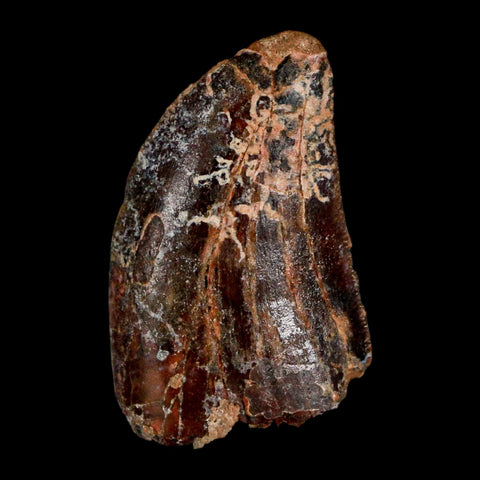 1.3" Carcharodontosaurus Fossil Tooth Cretaceous Dinosaur Morocco COA, Display - Fossil Age Minerals