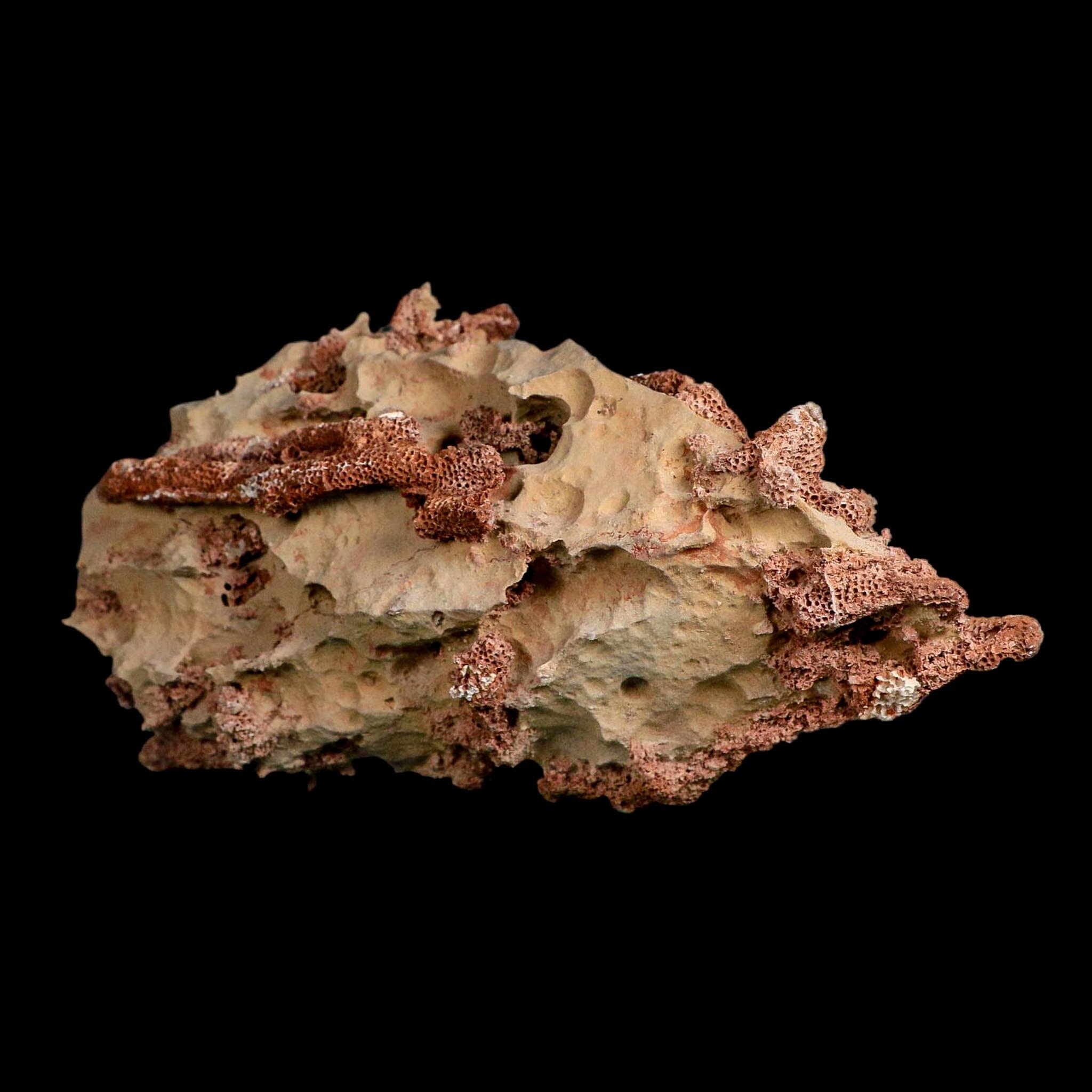 6.1" Thamnopora SP Coral Fossil Coral Reef Devonian Age Verde Valley, Arizona