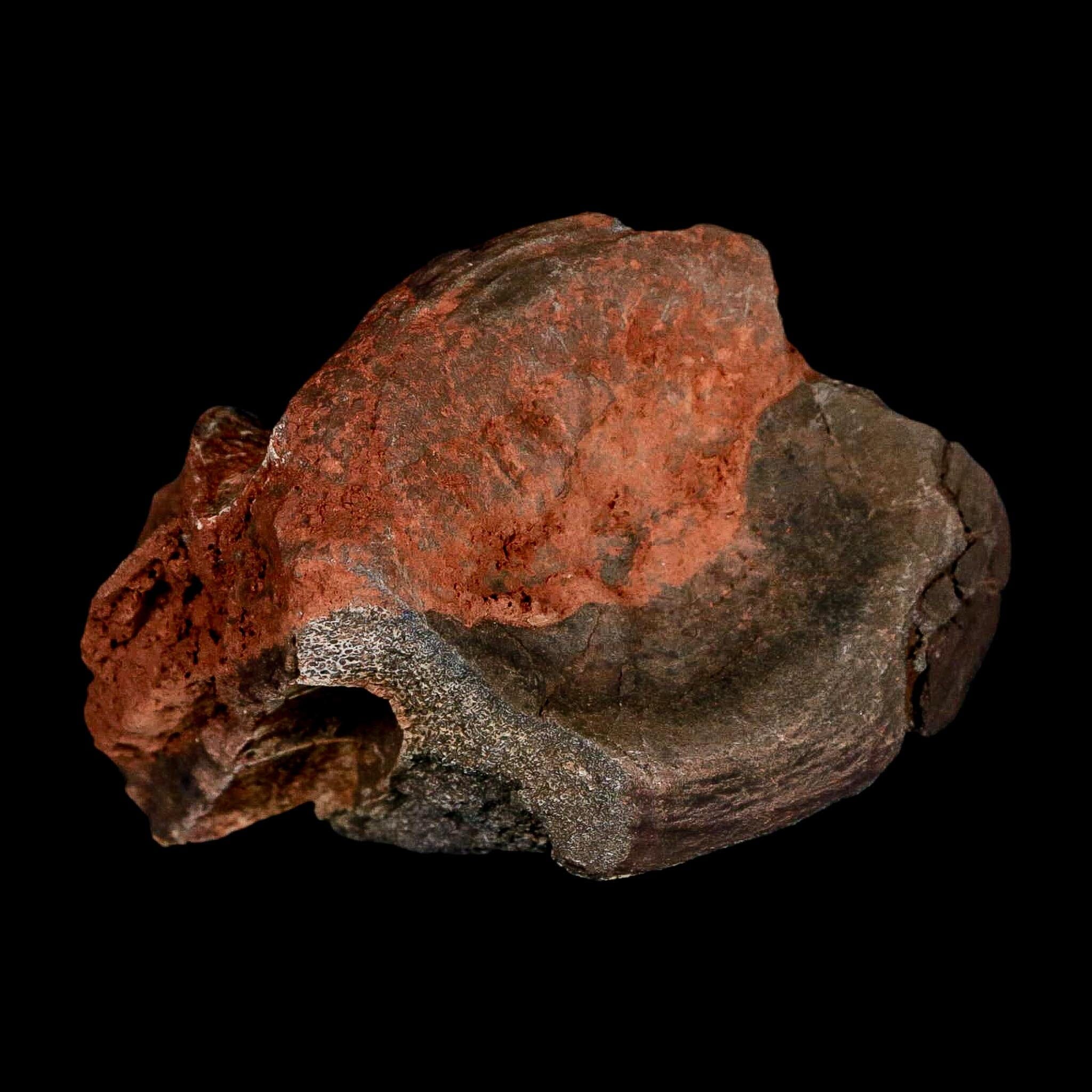 3" Phytosaur Fossil Vertebrae Triassic Age Archosaur Redonda FM NM COA - Fossil Age Minerals
