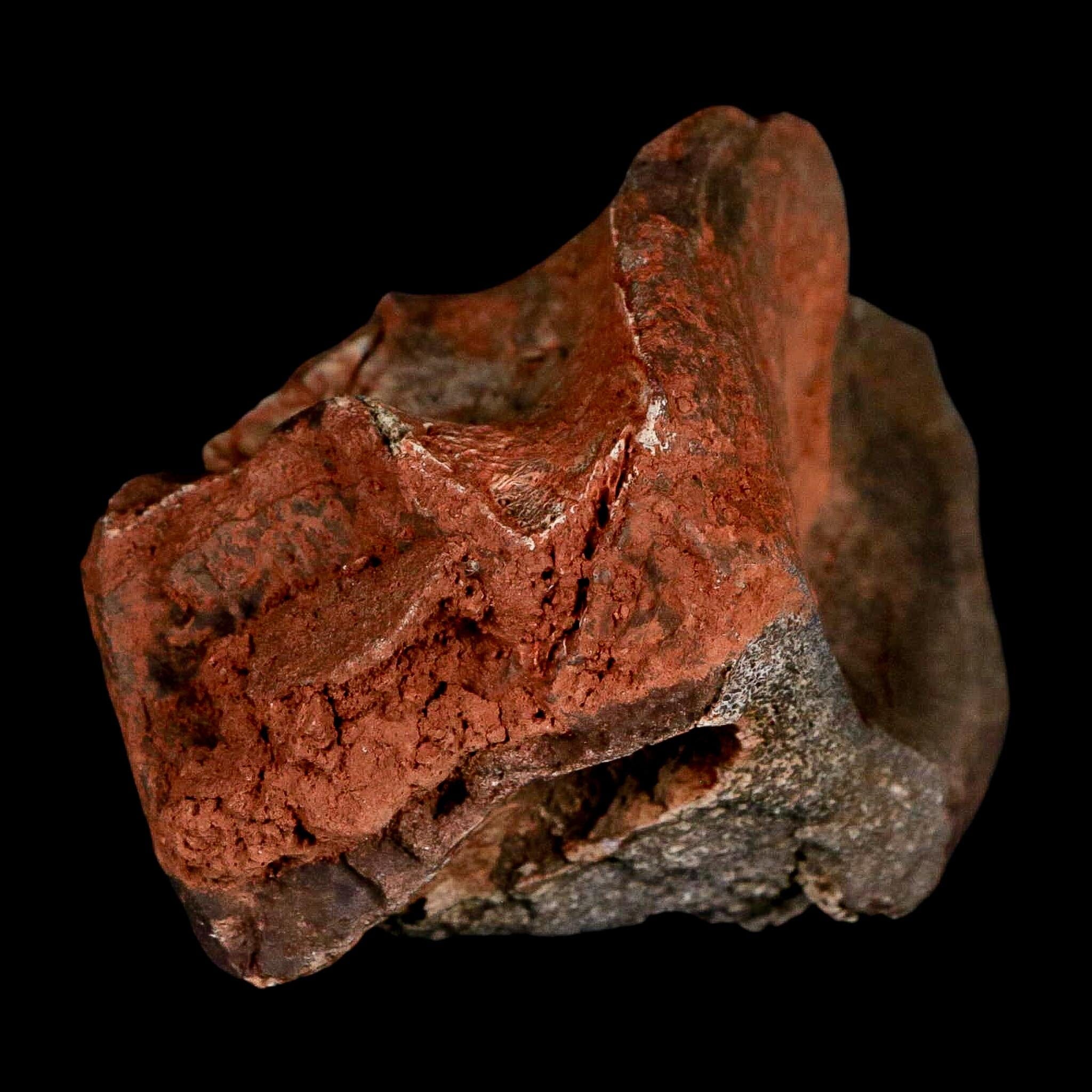 3" Phytosaur Fossil Vertebrae Triassic Age Archosaur Redonda FM NM COA - Fossil Age Minerals