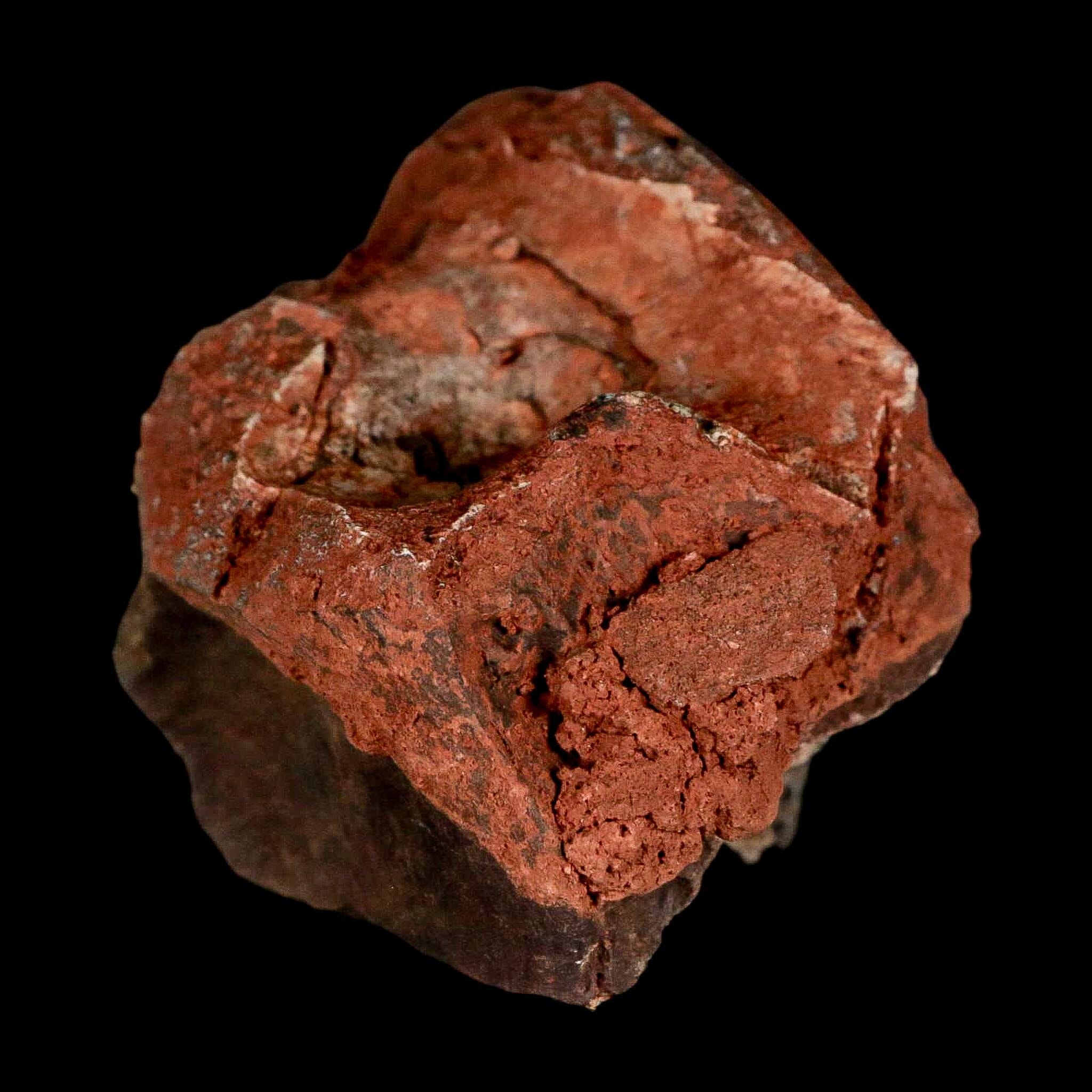 3" Phytosaur Fossil Vertebrae Triassic Age Archosaur Redonda FM NM COA - Fossil Age Minerals