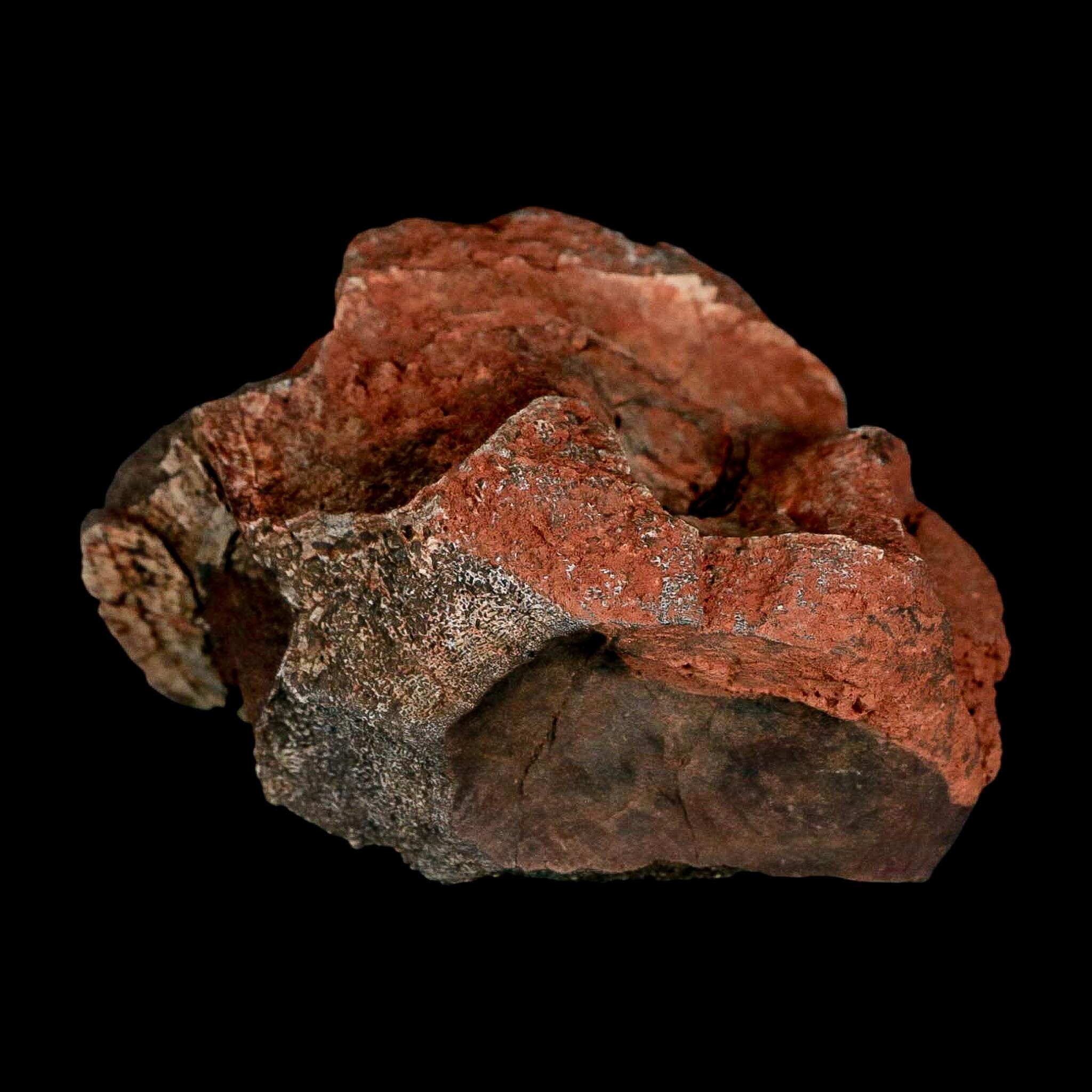 3" Phytosaur Fossil Vertebrae Triassic Age Archosaur Redonda FM NM COA - Fossil Age Minerals