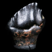 0.3" Ankylosaurus Fossil Tooth Judith River FM Cretaceous Dinosaur MT COA & Display