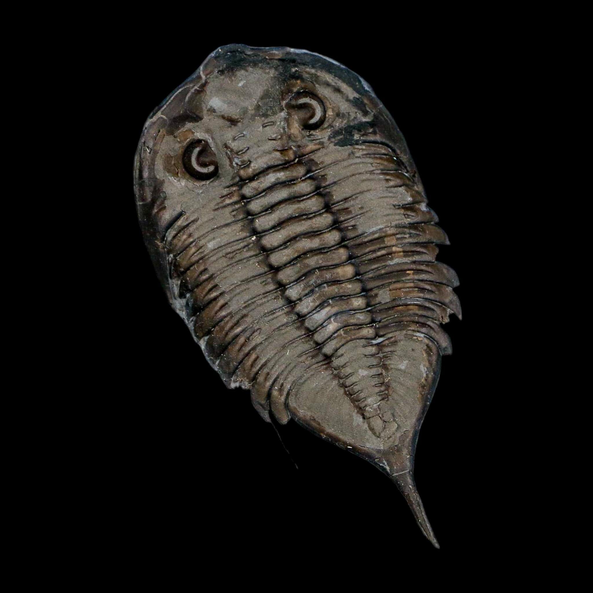 2.3" Dalmanites Limulurus Trilobite Fossil In Matrix Rochester Shale Middleport New York - Fossil Age Minerals