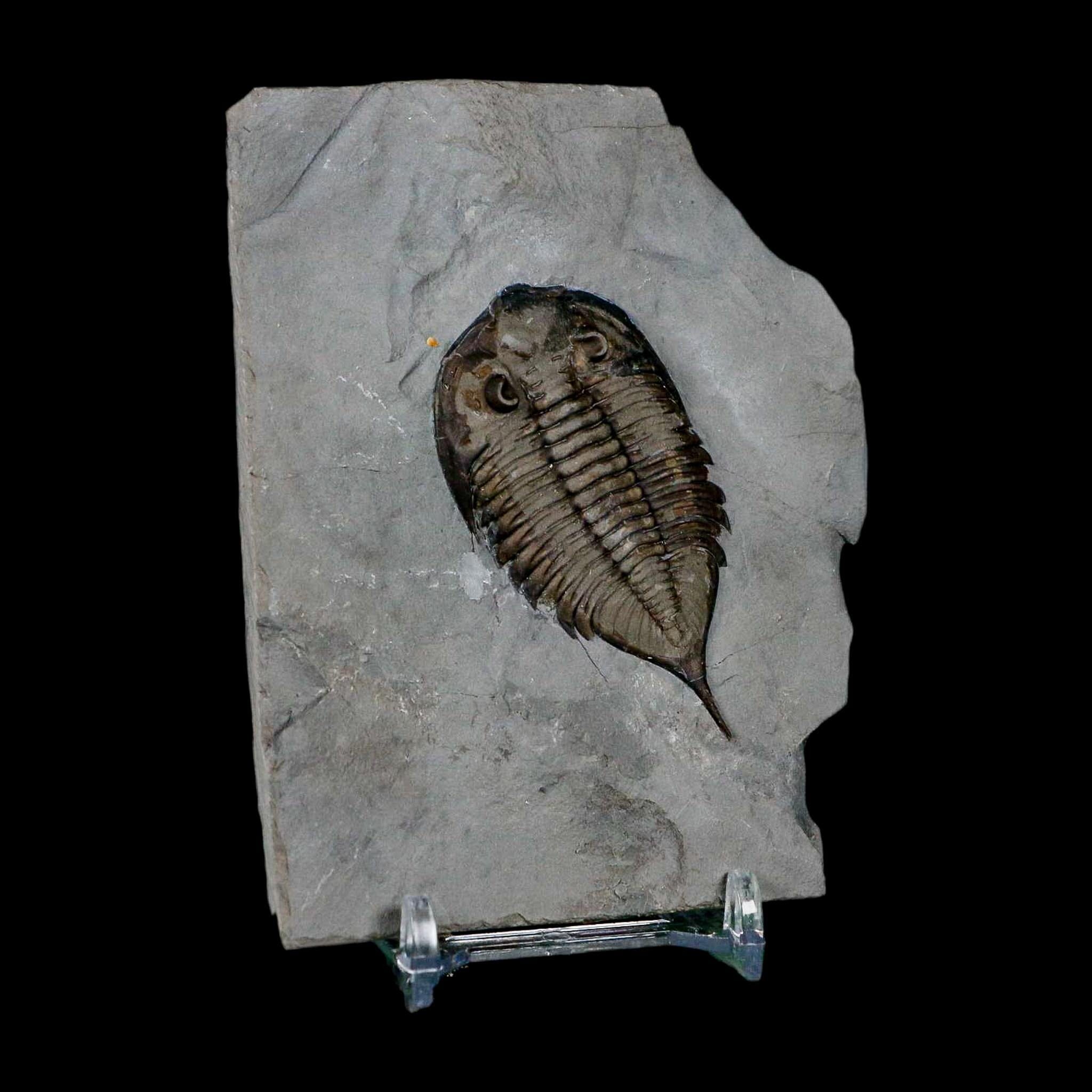 2.3" Dalmanites Limulurus Trilobite Fossil In Matrix Rochester Shale Middleport New York - Fossil Age Minerals