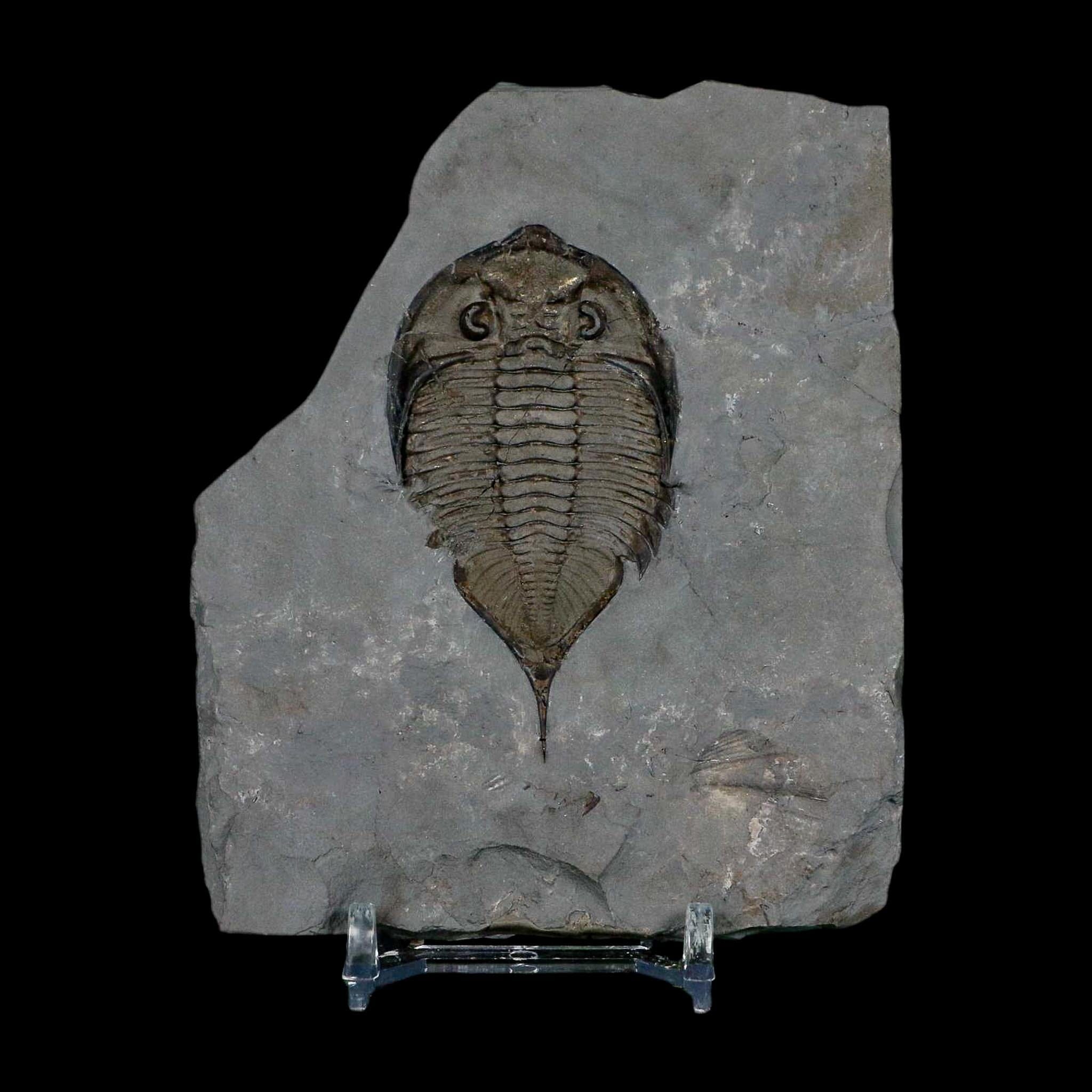 2.5" Dalmanites Limulurus Trilobite Fossil In Matrix Rochester Shale Middleport New York - Fossil Age Minerals