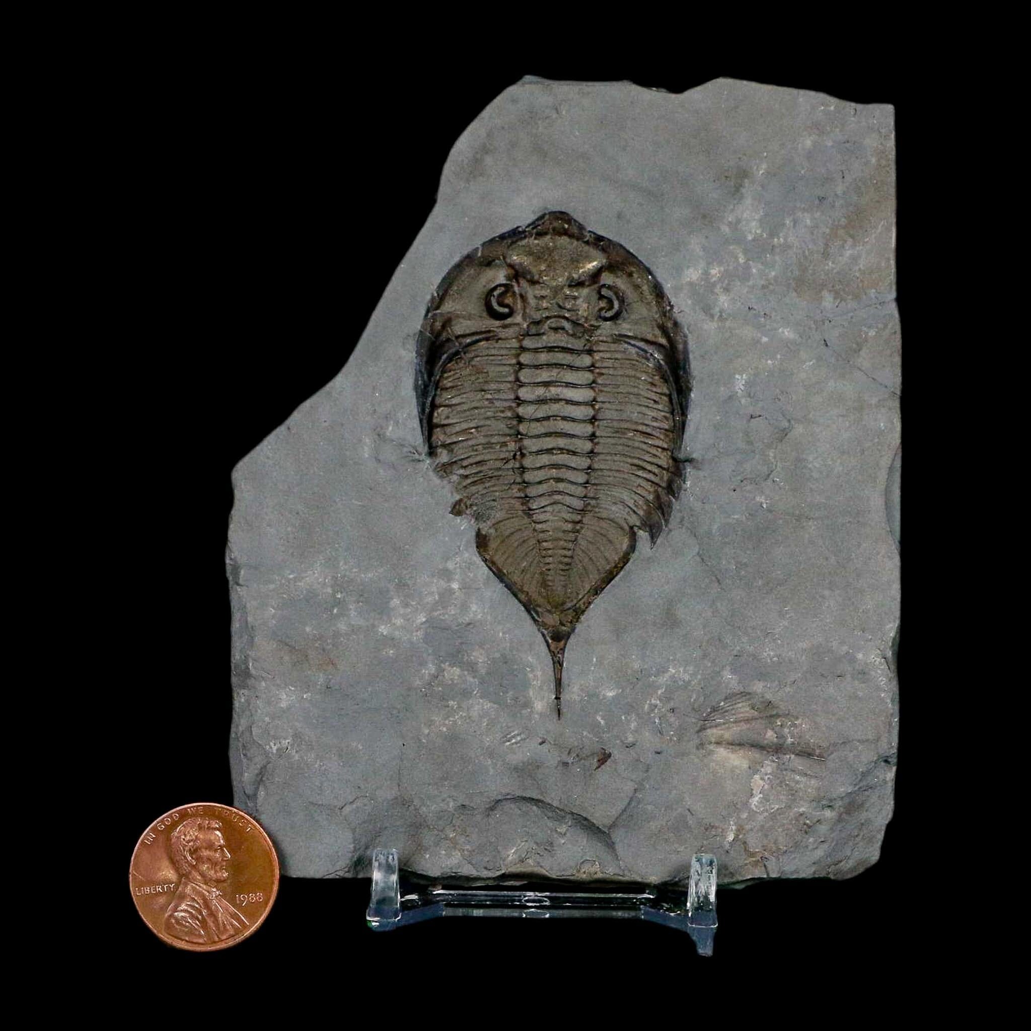 2.5" Dalmanites Limulurus Trilobite Fossil In Matrix Rochester Shale Middleport New York - Fossil Age Minerals