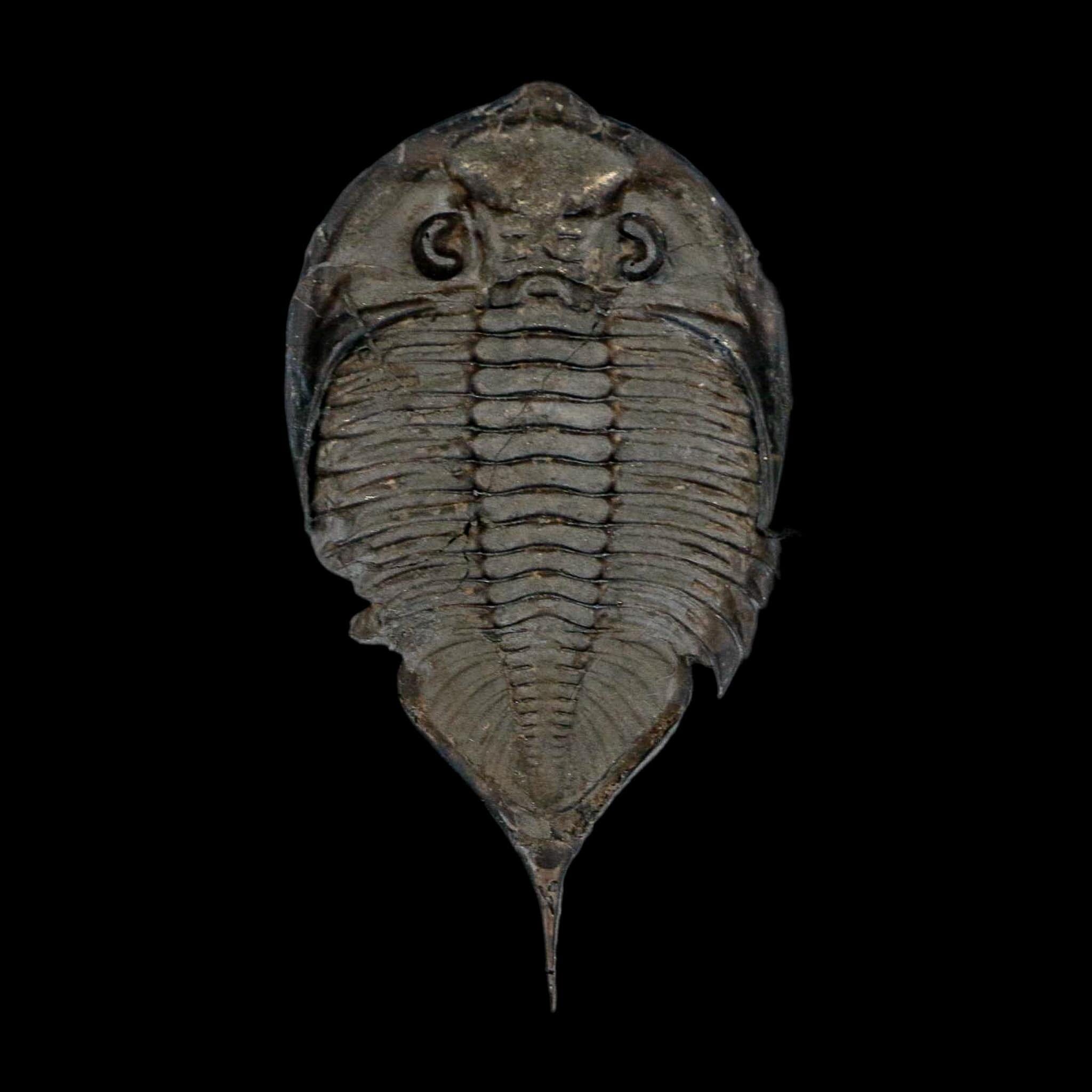 2.5" Dalmanites Limulurus Trilobite Fossil In Matrix Rochester Shale Middleport New York - Fossil Age Minerals
