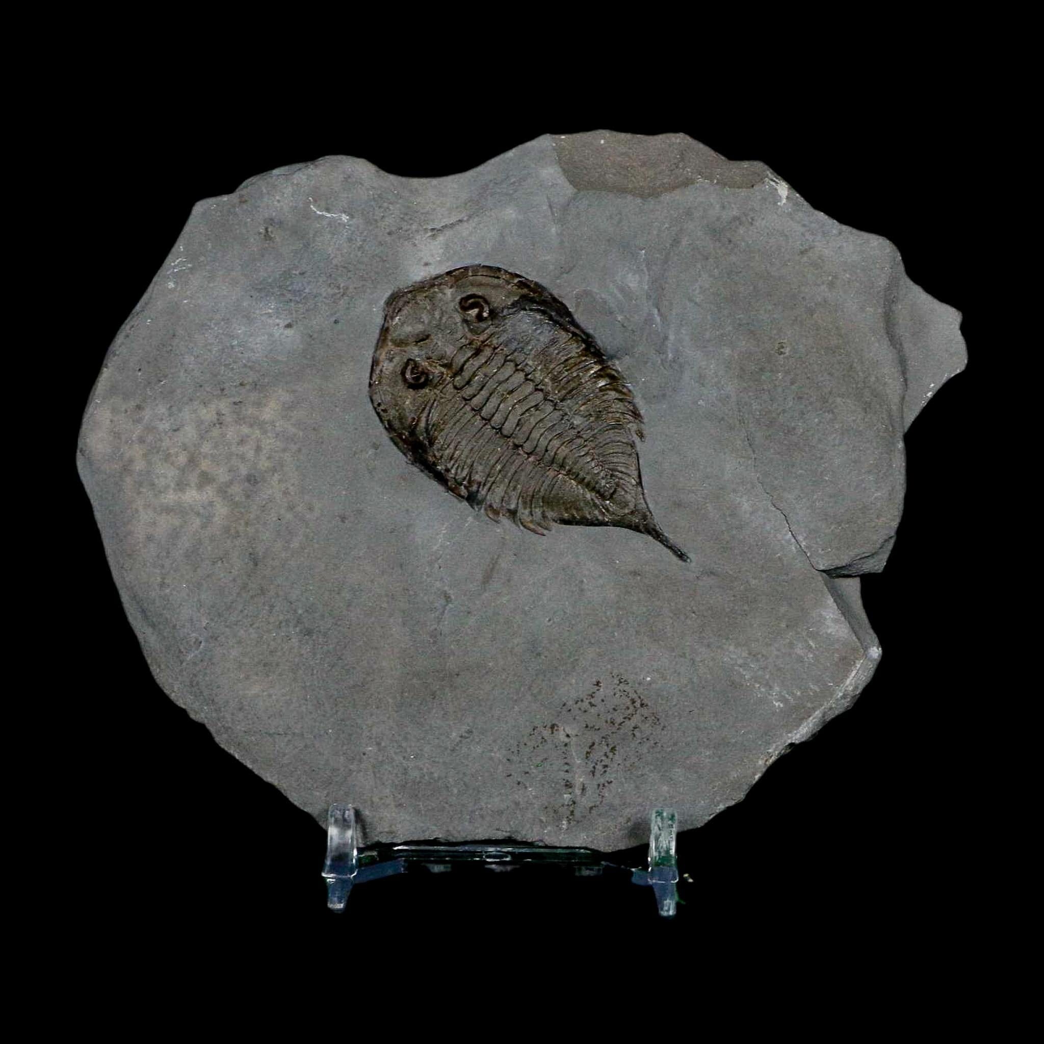 1.8" Dalmanites Limulurus Trilobite Fossil In Matrix Rochester Shale Middleport New York - Fossil Age Minerals