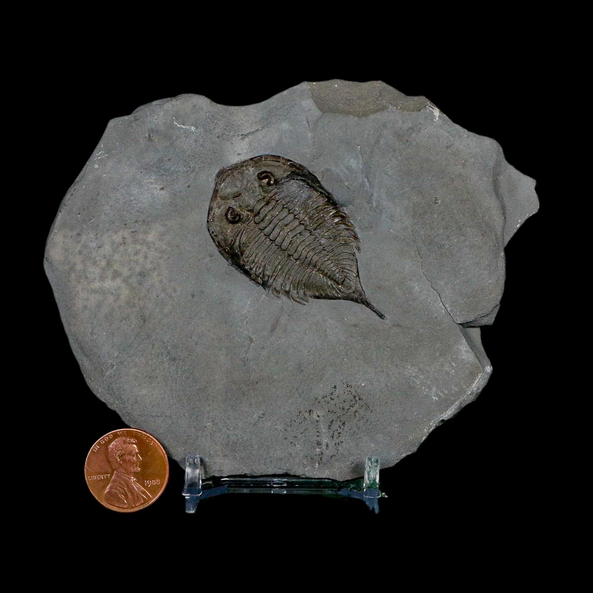 1.8" Dalmanites Limulurus Trilobite Fossil In Matrix Rochester Shale Middleport New York - Fossil Age Minerals