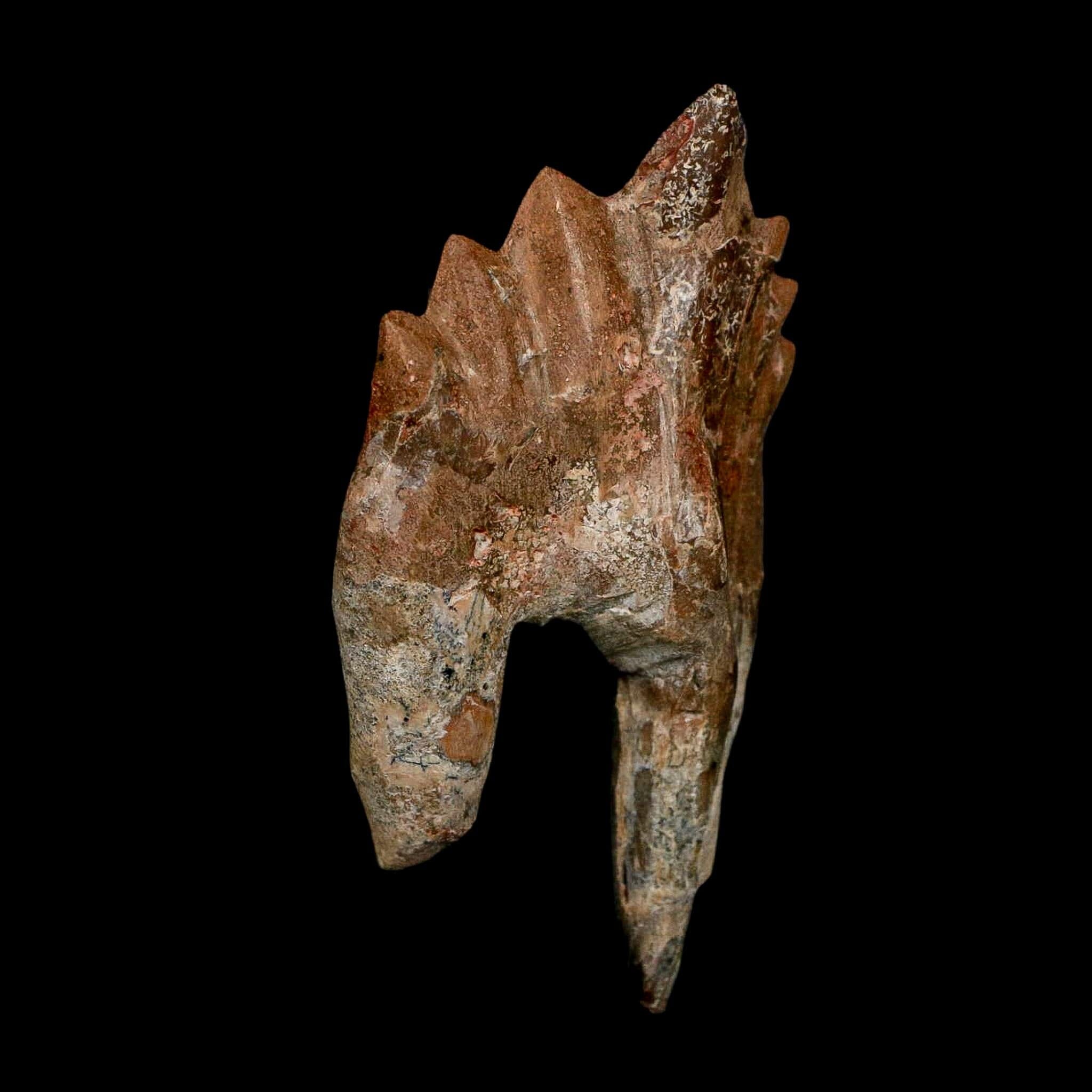 3.2" Basilosaurus Tooth Rooted Prehistoric Whale 34 Mil Yrs Old Late Eocene COA - Fossil Age Minerals