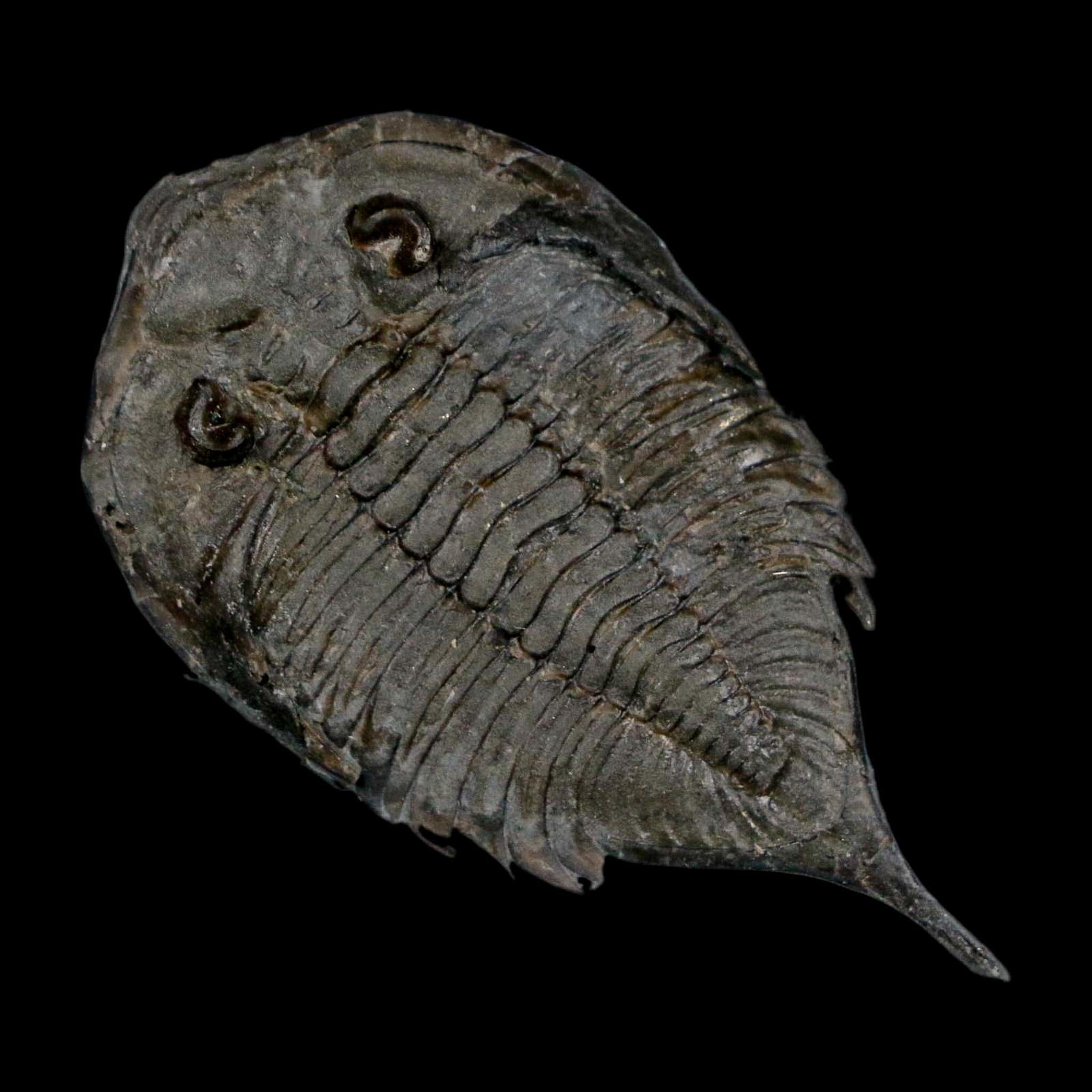 1.8" Dalmanites Limulurus Trilobite Fossil In Matrix Rochester Shale Middleport New York - Fossil Age Minerals