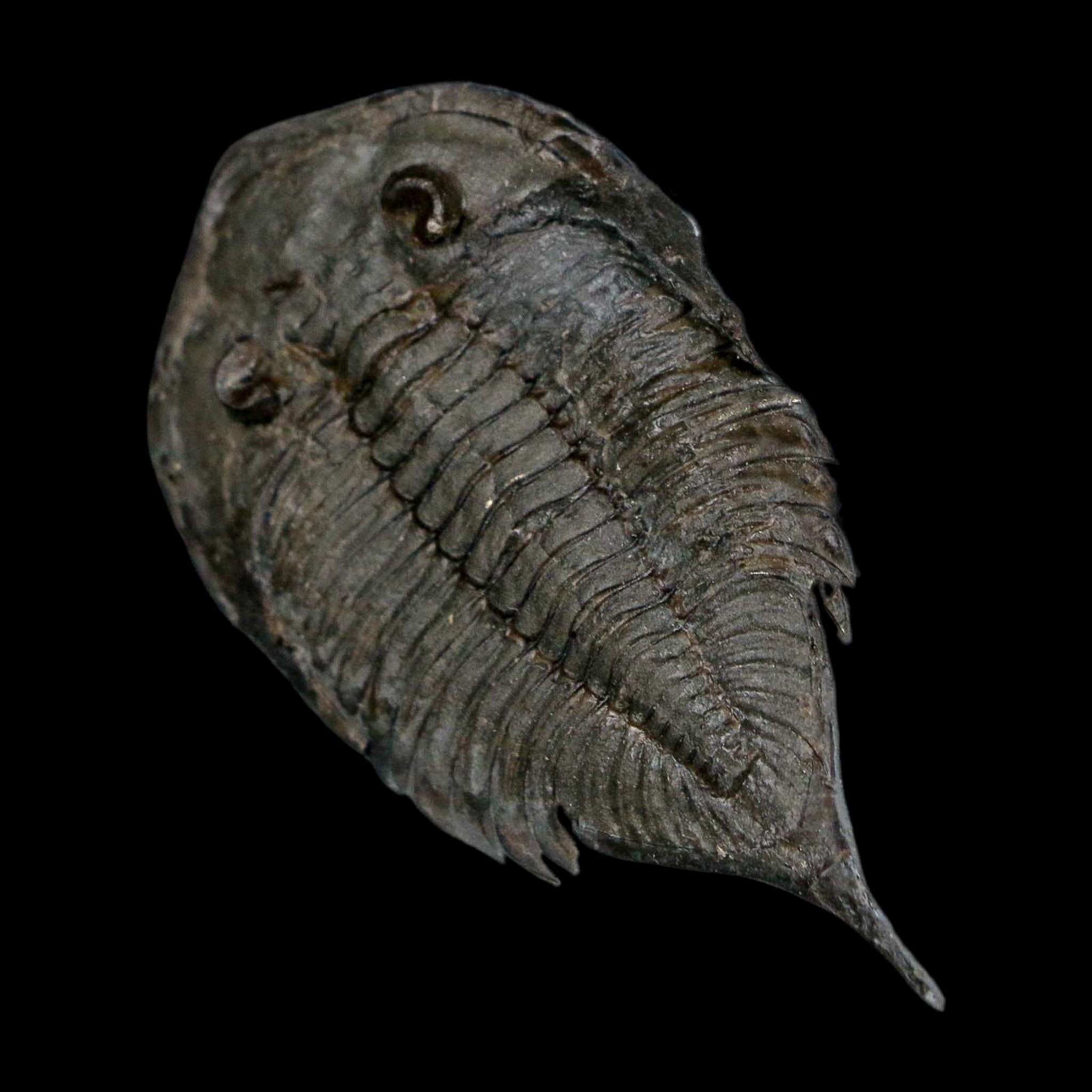 1.8" Dalmanites Limulurus Trilobite Fossil In Matrix Rochester Shale Middleport New York - Fossil Age Minerals