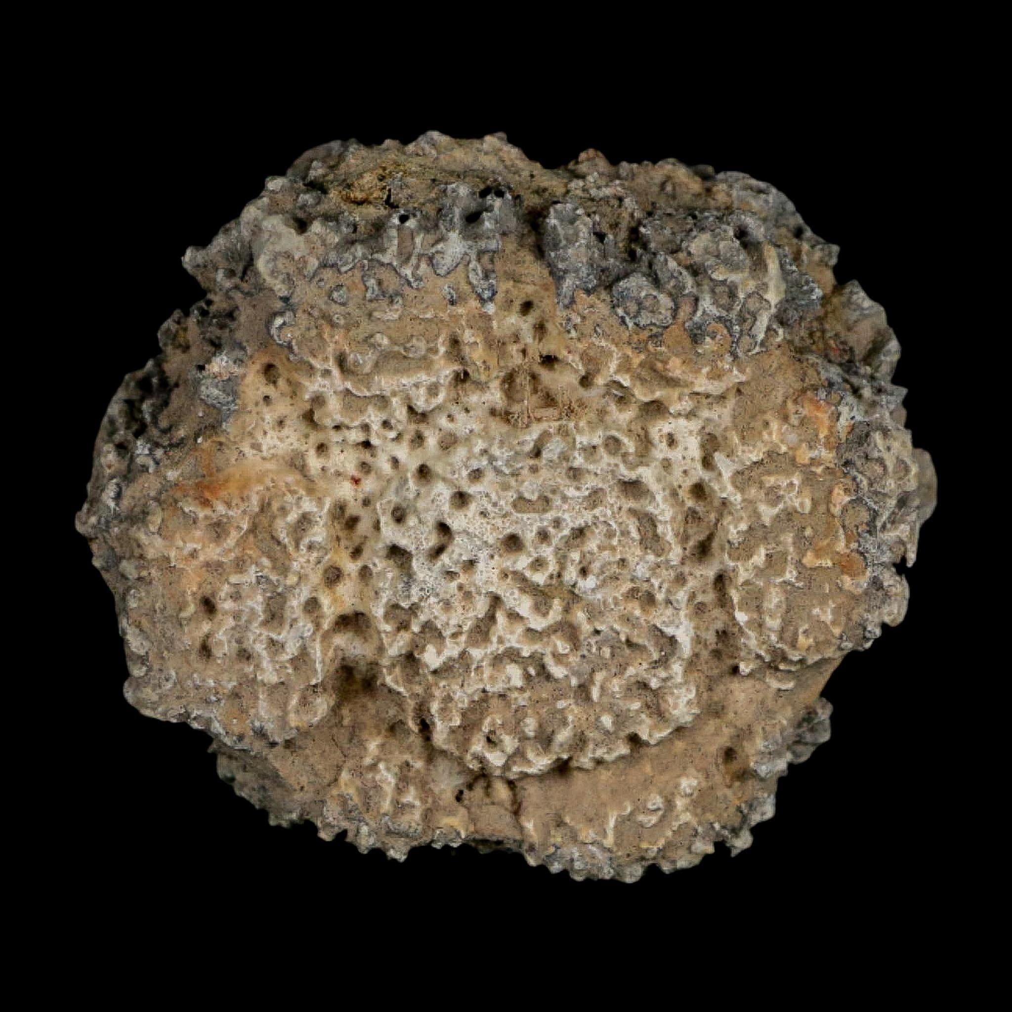 2.2" Glyptodon Fossil Osteoderm Scute Plate Bony Armor Pleistocene Uruguay COA - Fossil Age Minerals