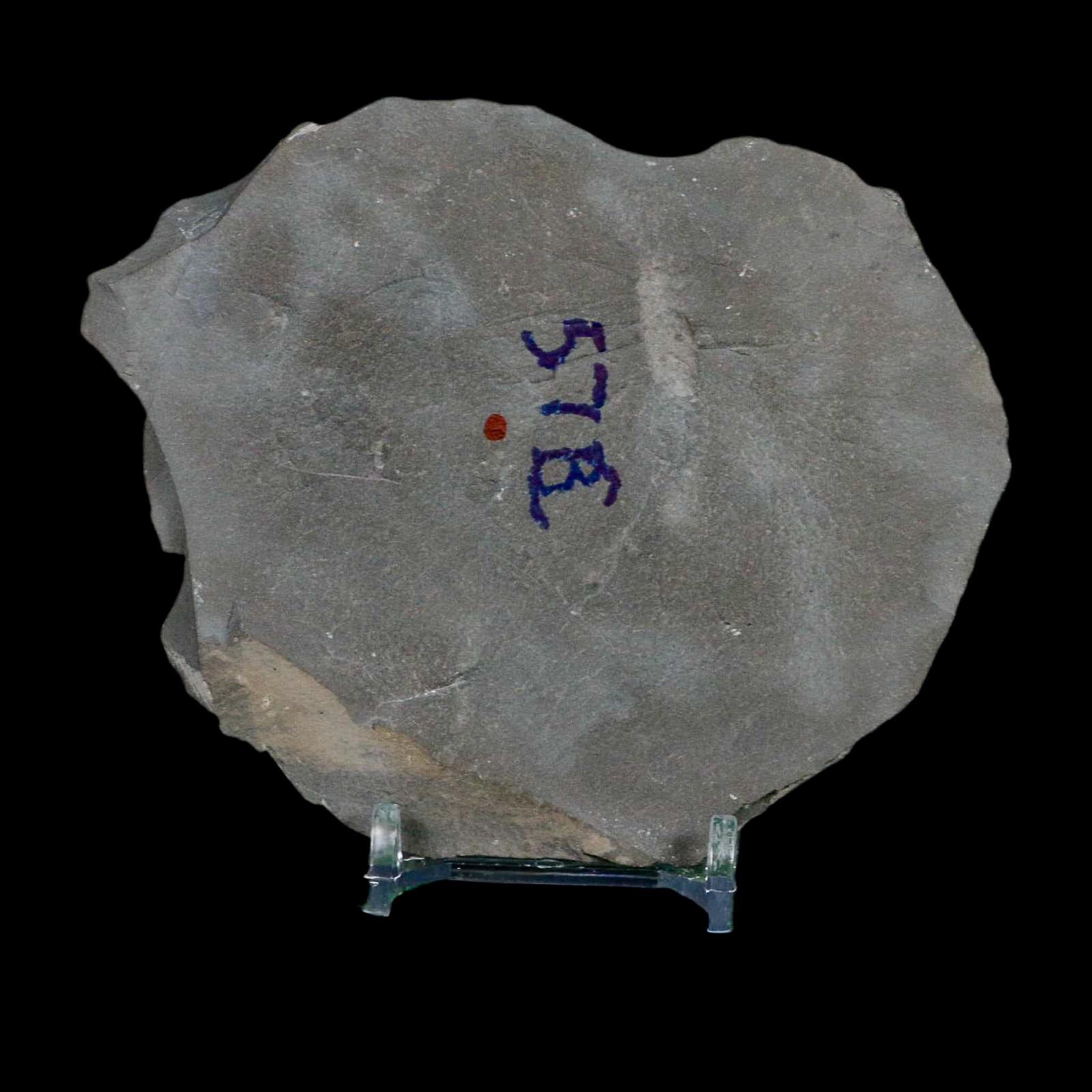 1.8" Dalmanites Limulurus Trilobite Fossil In Matrix Rochester Shale Middleport New York - Fossil Age Minerals