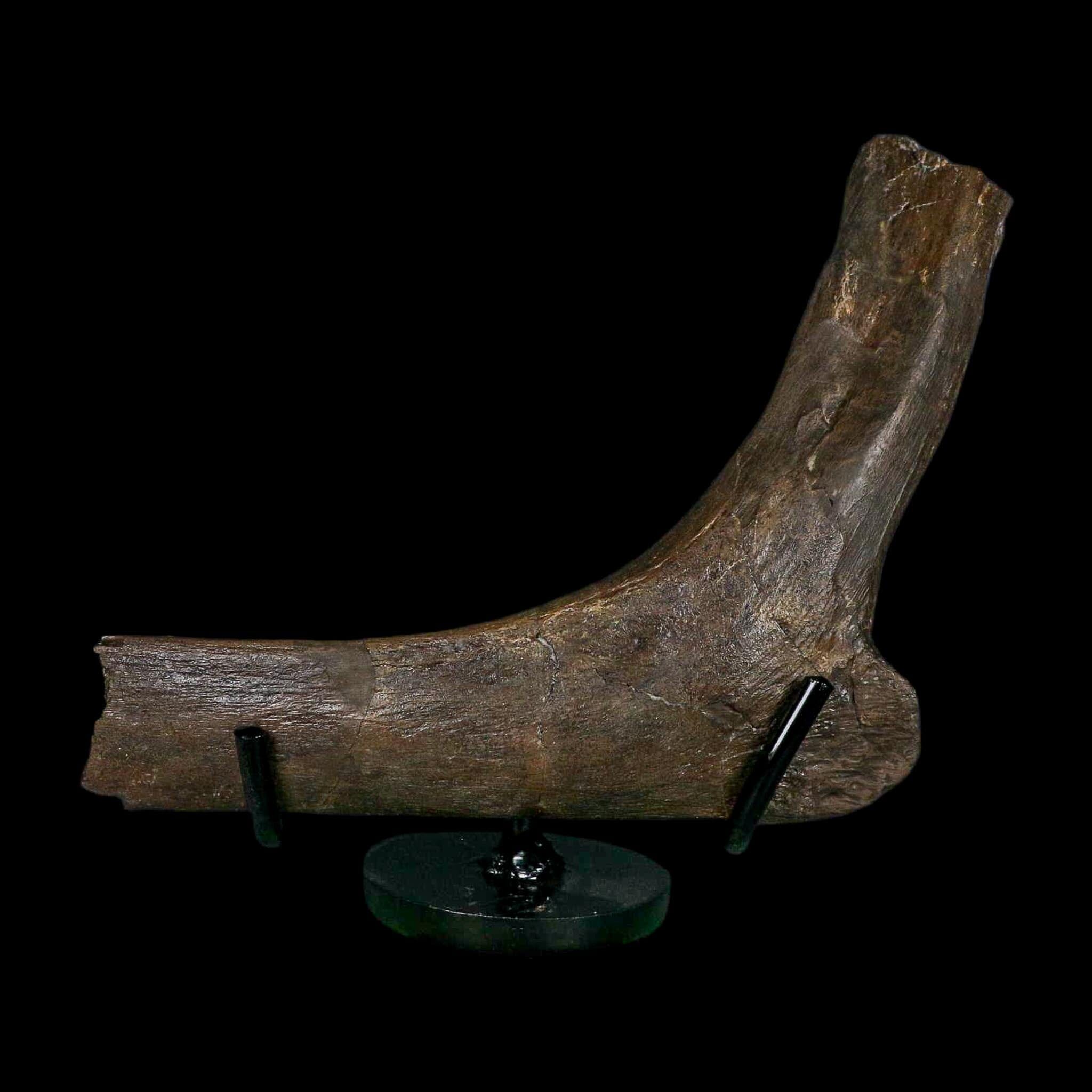 5.6" Hypacrosaurus Dinosaur Fossil Rib Bone Two Medicine FM Montana COA Stand - Fossil Age Minerals
