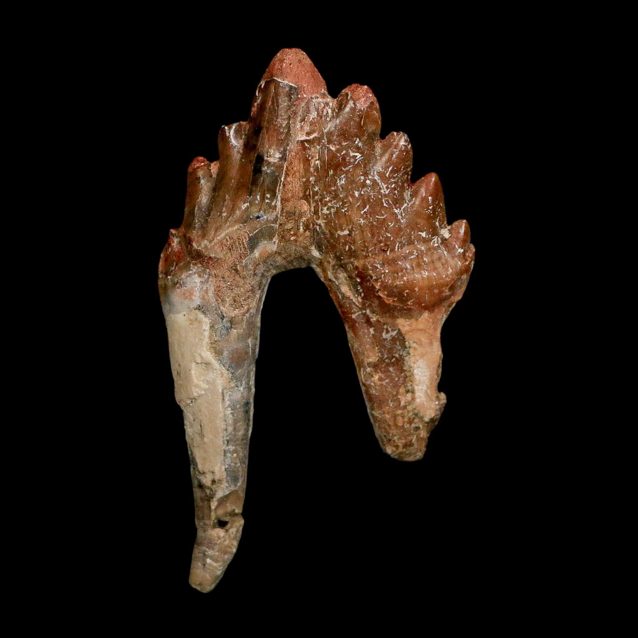3.1" Basilosaurus Tooth Rooted Prehistoric Whale 34 Mil Yrs Old Late Eocene COA - Fossil Age Minerals