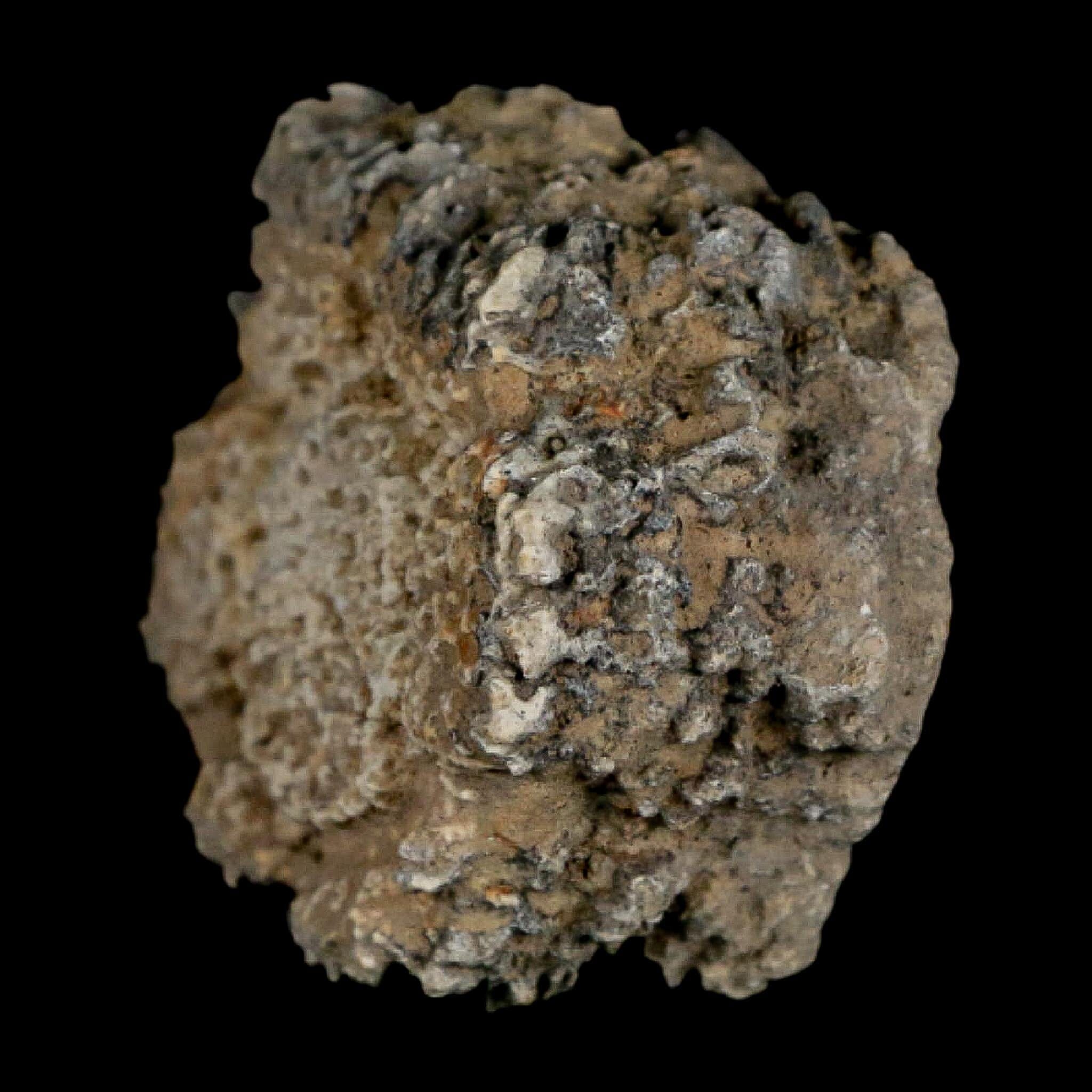 2.2" Glyptodon Fossil Osteoderm Scute Plate Bony Armor Pleistocene Uruguay COA - Fossil Age Minerals