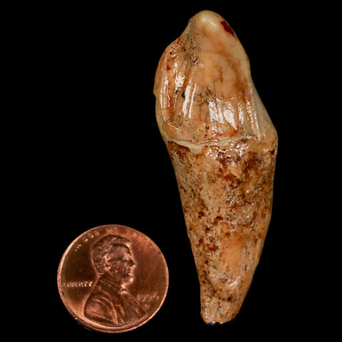 2.2" Extinct Cave Bear Ursus Spelaeus Incisor Tooth Rooted Pleistocene Age COA, Stand - Fossil Age Minerals