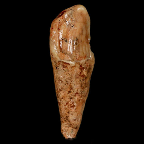 2.2" Extinct Cave Bear Ursus Spelaeus Incisor Tooth Rooted Pleistocene Age COA, Stand - Fossil Age Minerals