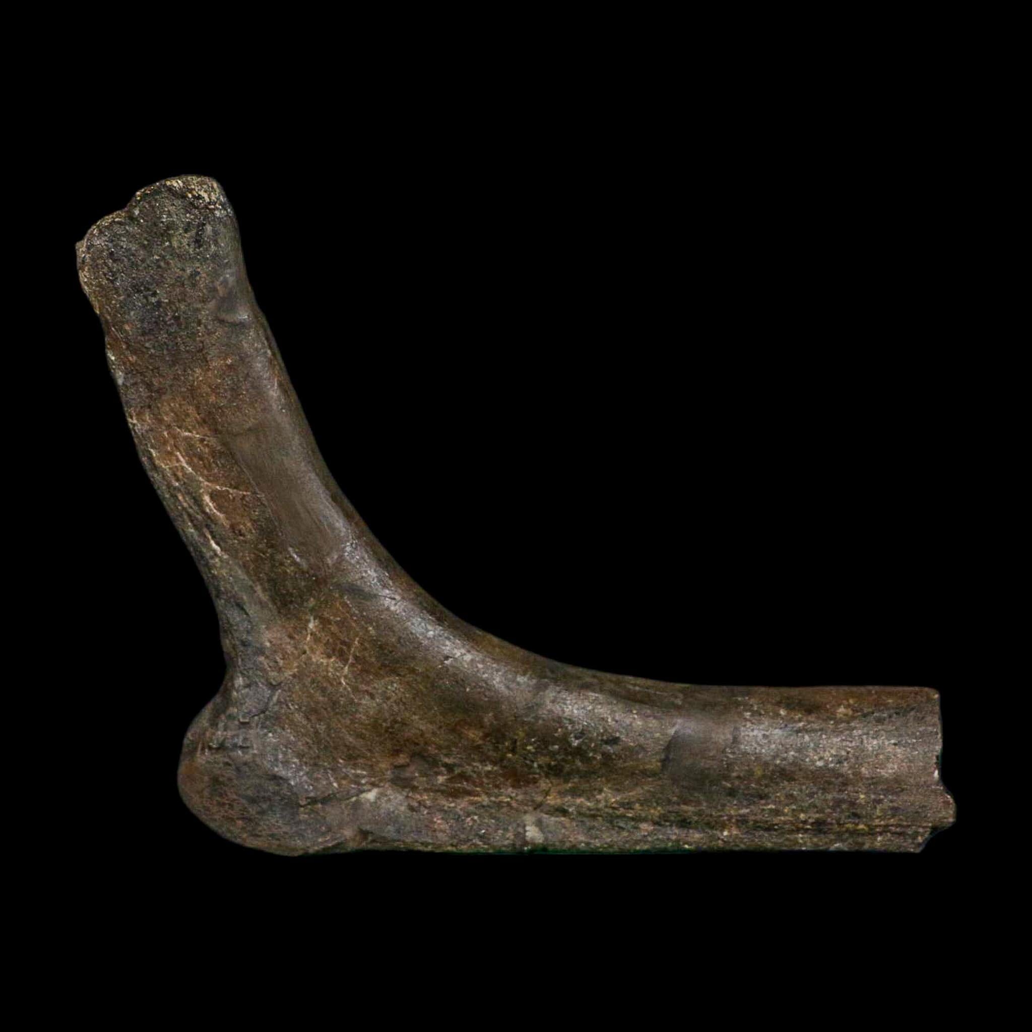 5.6" Hypacrosaurus Dinosaur Fossil Rib Bone Two Medicine FM Montana COA Stand - Fossil Age Minerals
