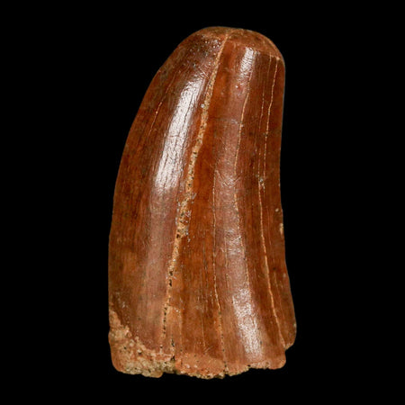 1.3" Carcharodontosaurus Fossil Tooth Cretaceous Dinosaur Morocco COA, Display
