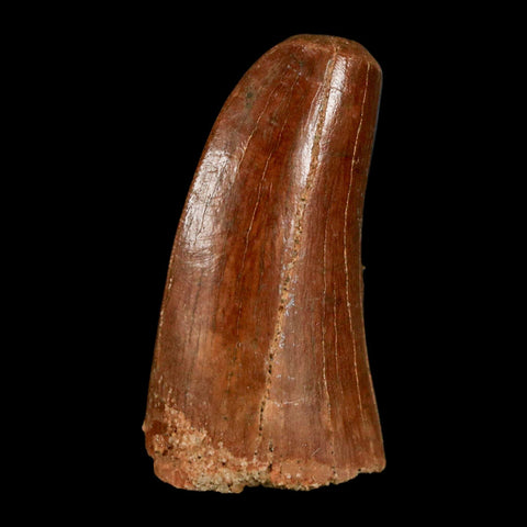 1.3" Carcharodontosaurus Fossil Tooth Cretaceous Dinosaur Morocco COA, Display - Fossil Age Minerals